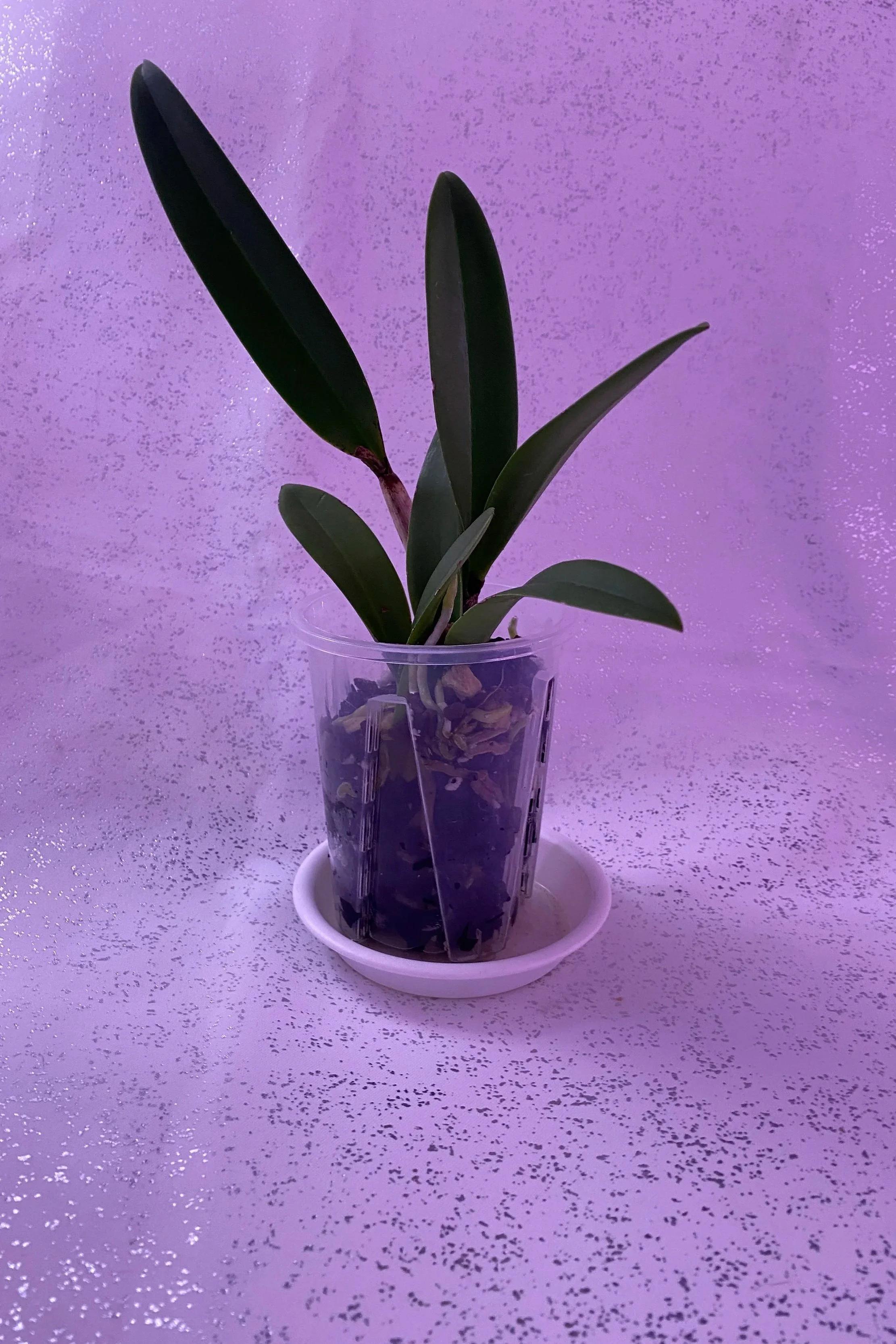 cattleya-orchid-with-large-pink-bloom-rlc-hsinying-rouge,ch#6jpg