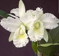 Rlc. Wendy Tanaka 'Volcano Queen'