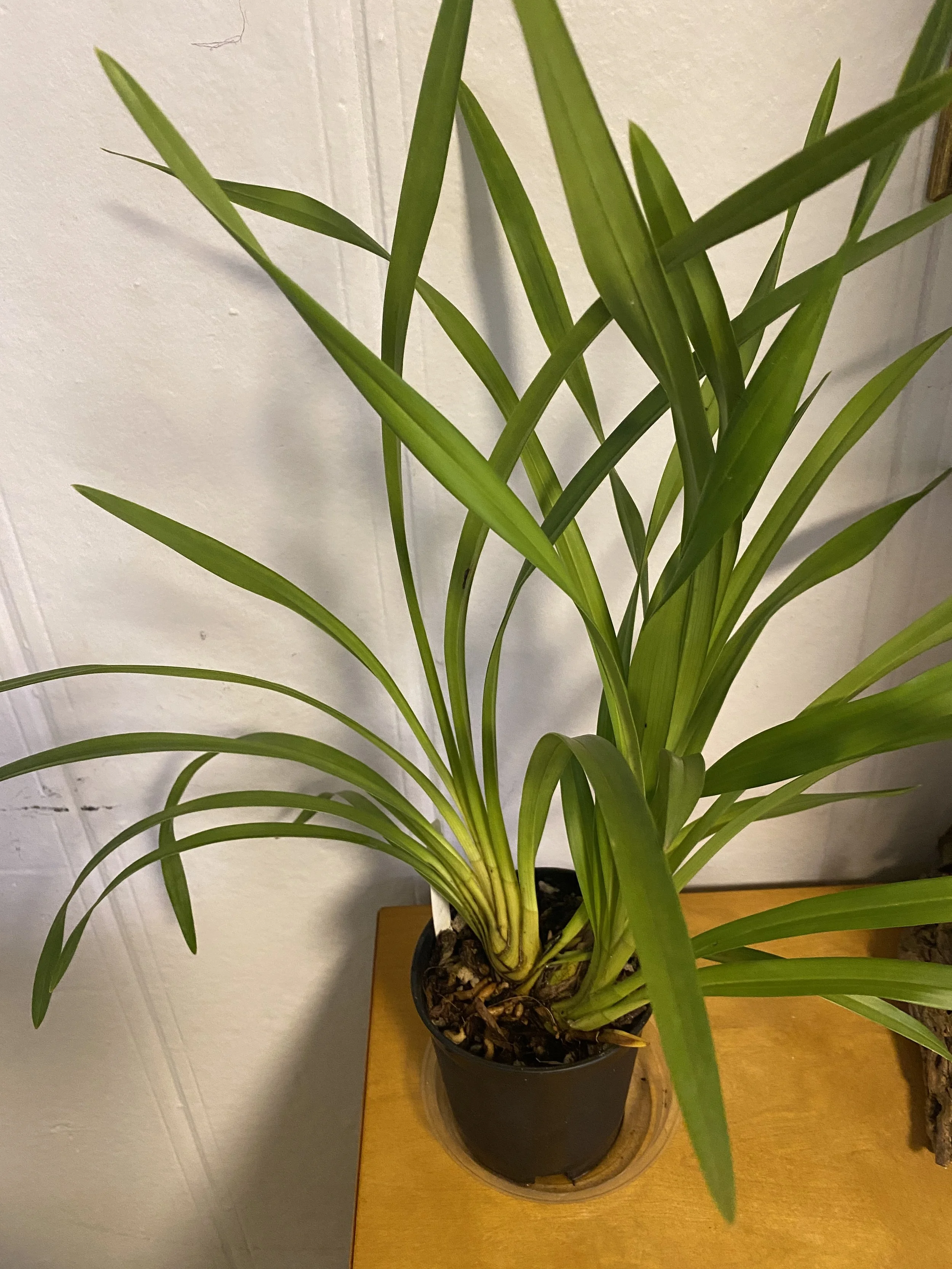 Cymbidium-Sunshine-Daydream-standing-twenty-six-inches-tall.jpeg