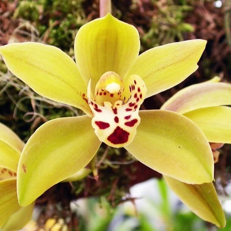 Cymbidium-Valerie-Absolonova-x-Sleeping-Bill-Bailey.jpg