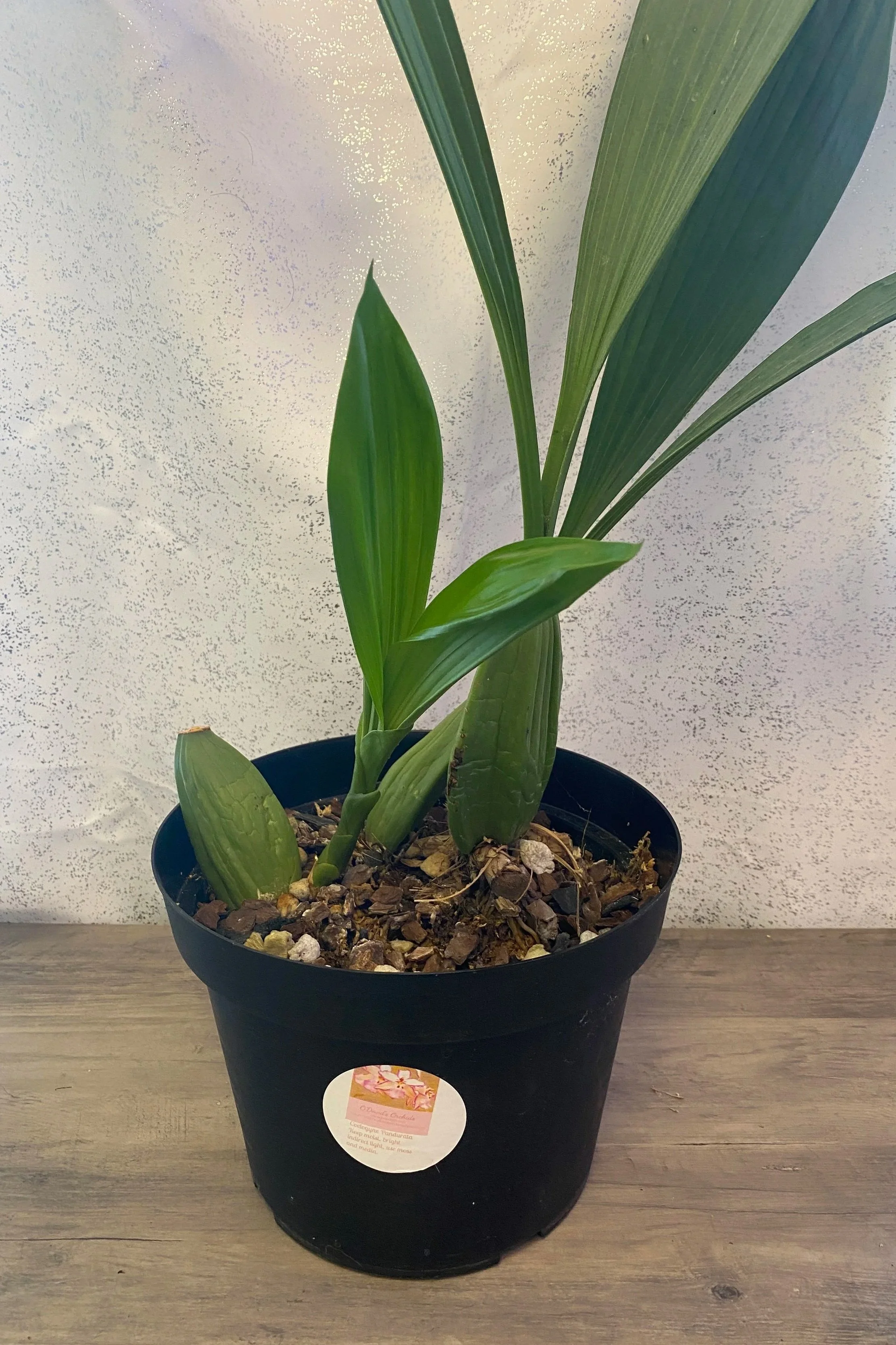 coelogyne-pandurata-twenty-eight-inches-tall.jpg