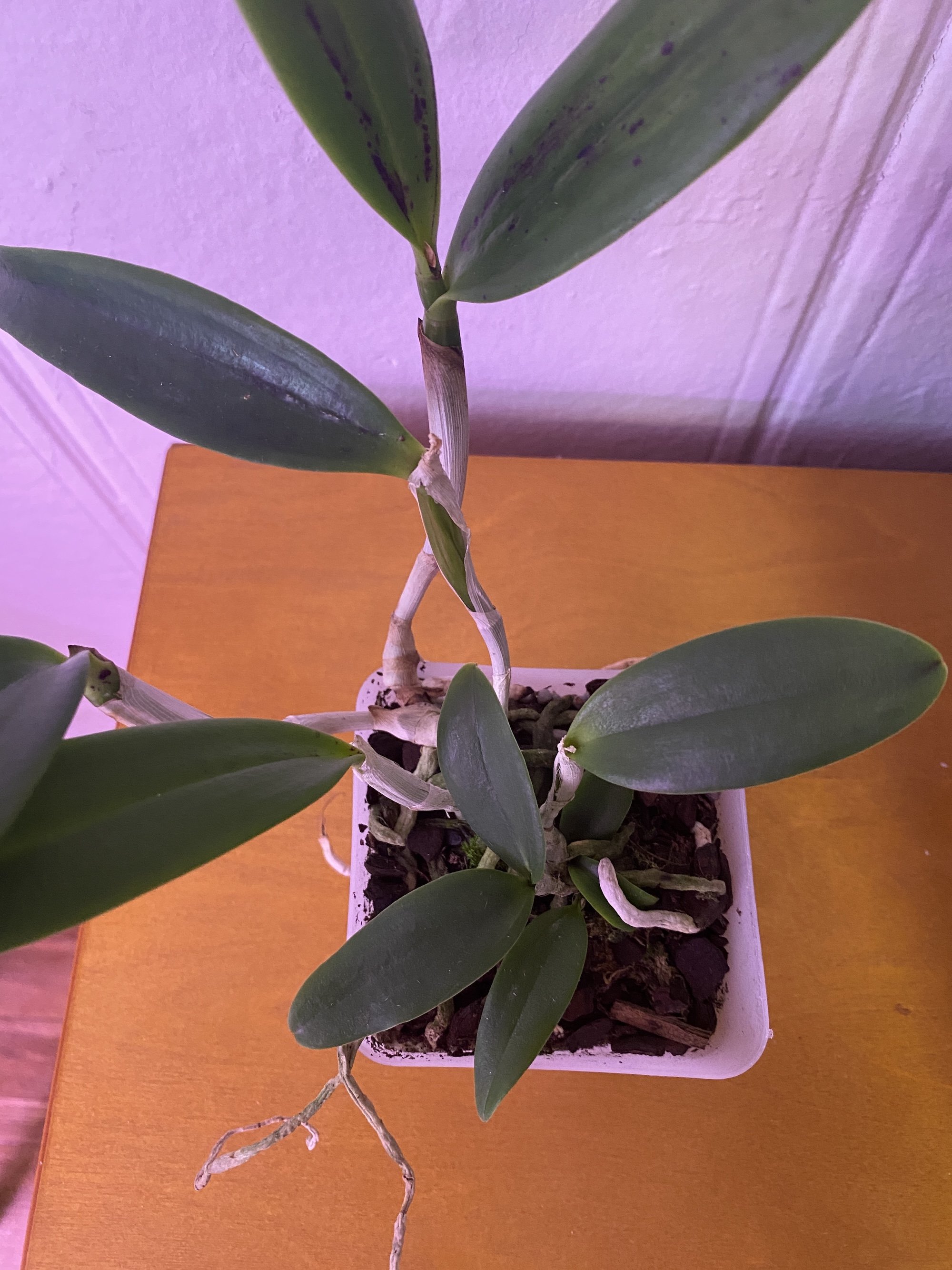 BC-hippodamiax-C-Small-Word in four inch pot.JPG