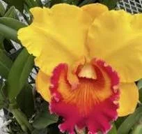 Rlc. Jirathip Sugi 'Volcano Queen'