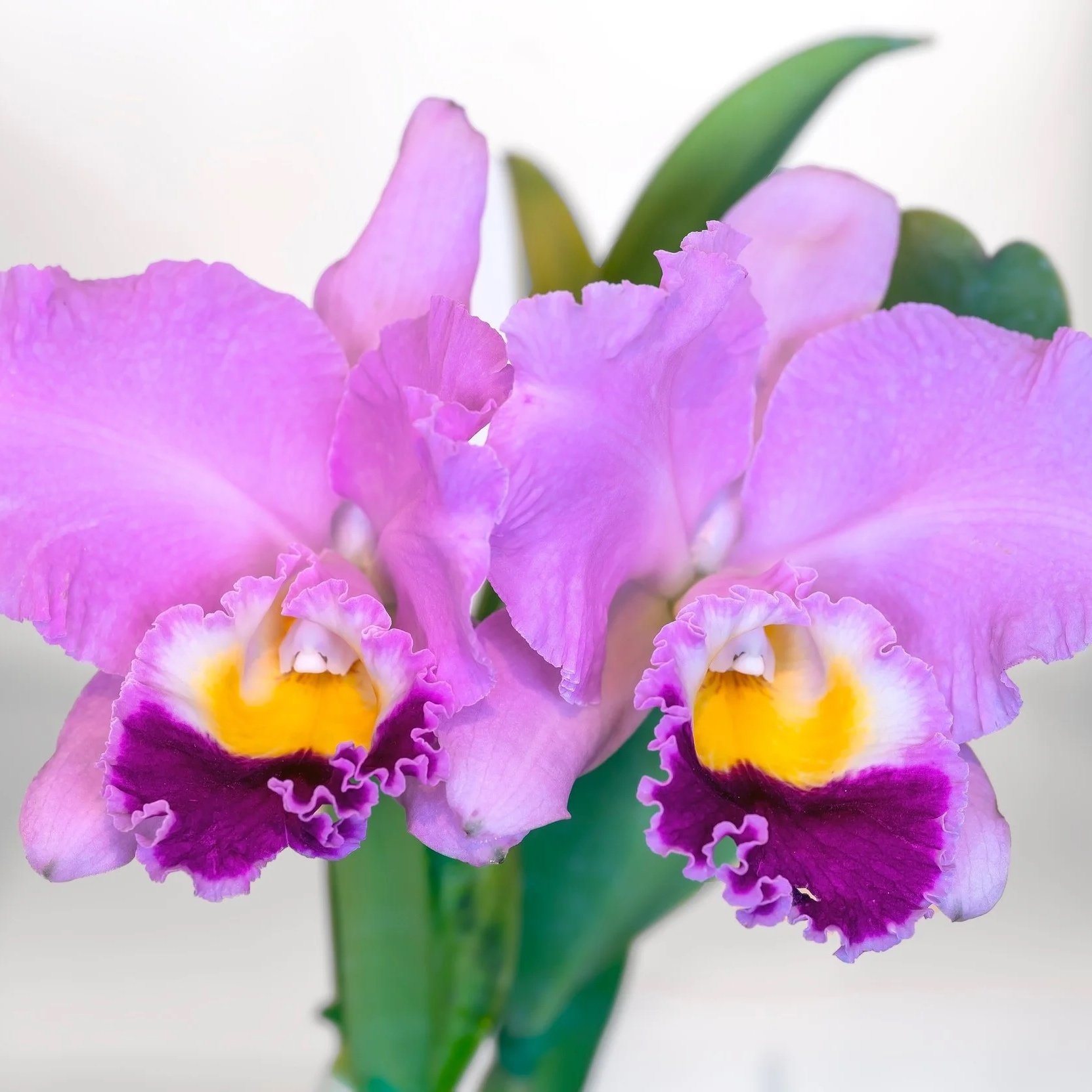 Rlc. Volcano Spring 'Volcano Queen'