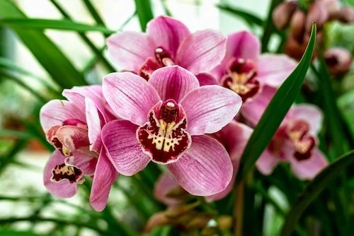 Cymbidium Vanessa Amorosa Paradise x The Yai's Have It