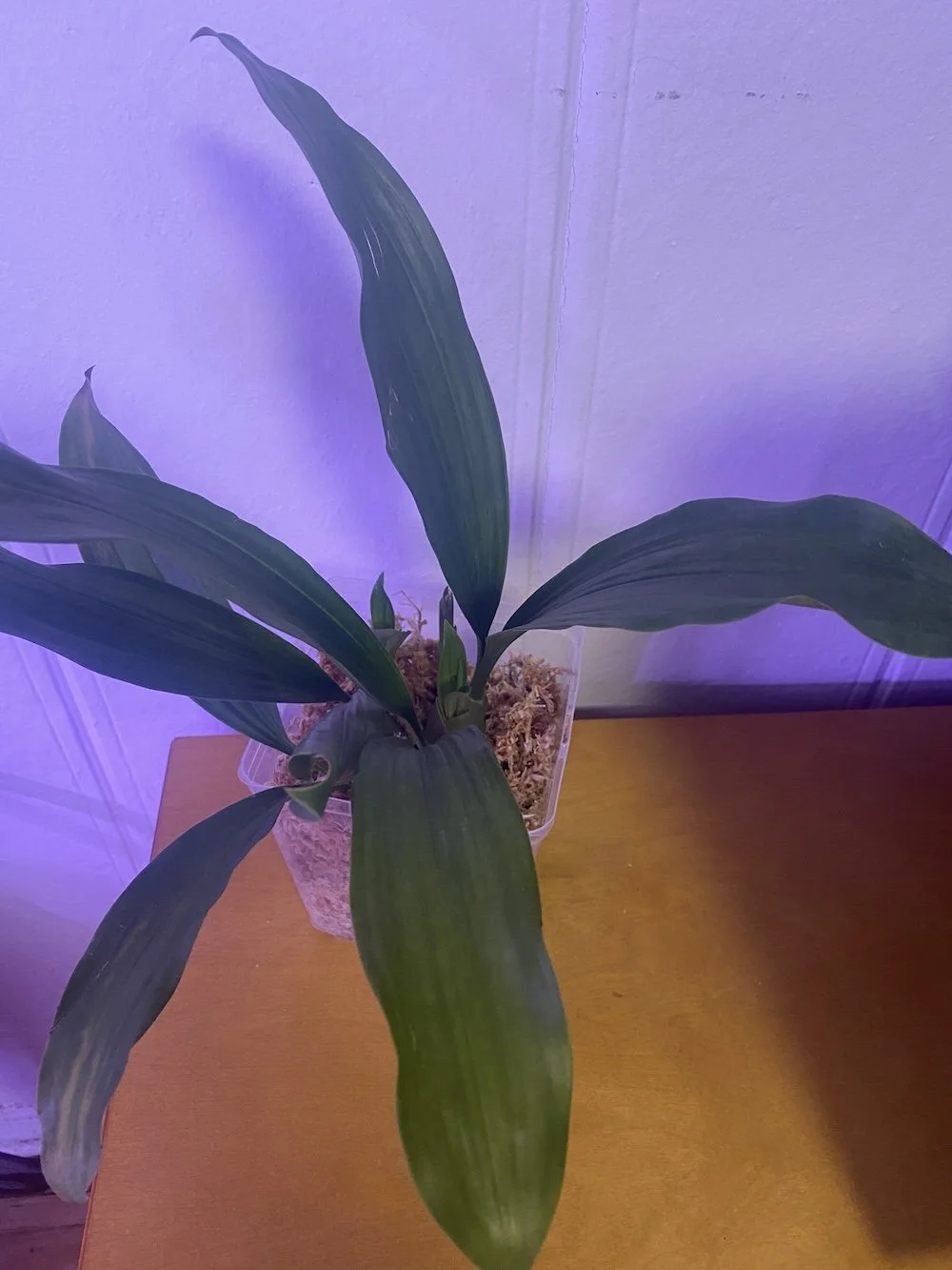 Coelogyne-beccarii(rare).jpeg