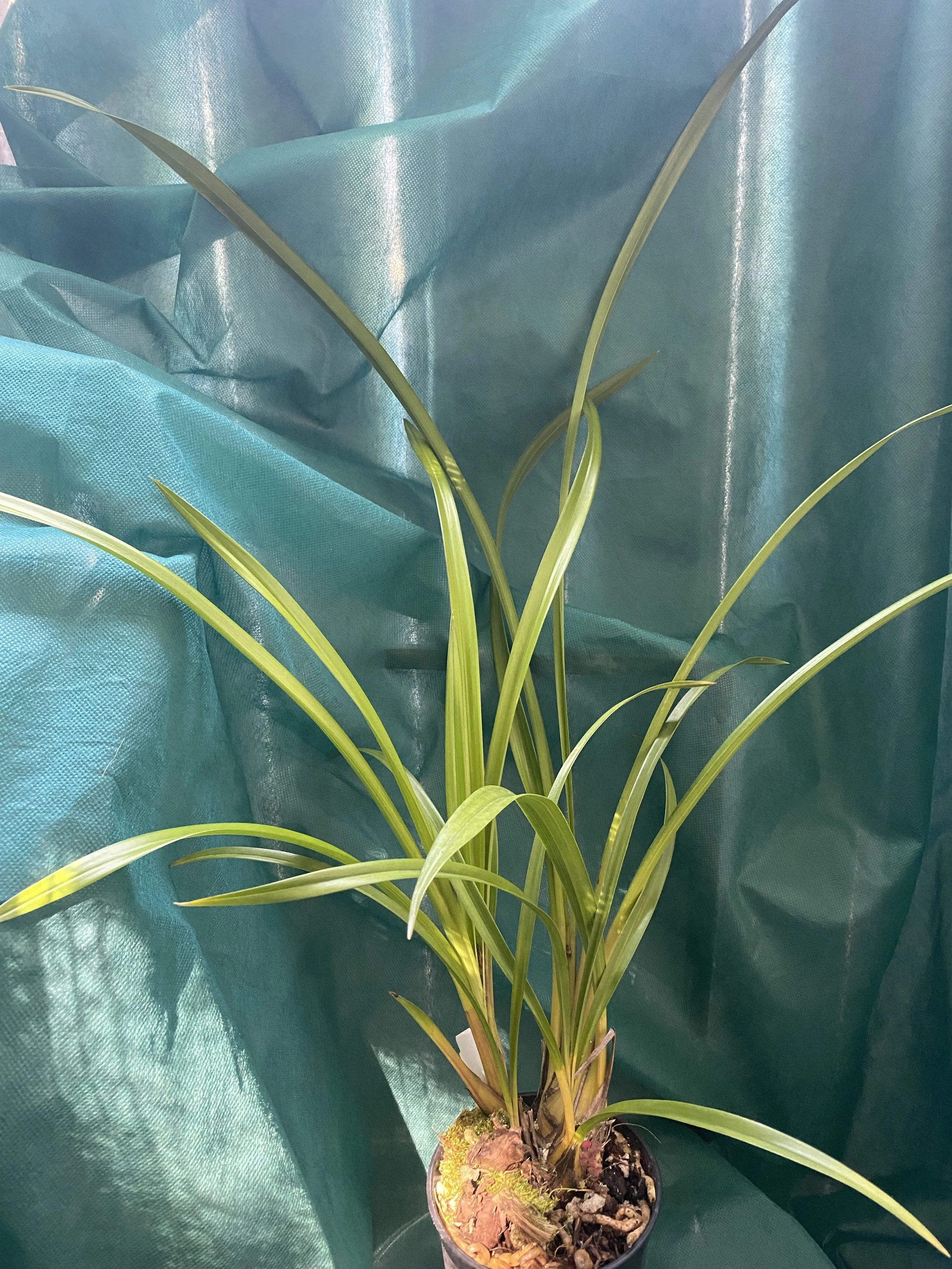 Cymbidium-Vanna-Rose-x-Street-of-Gold-standing-thirty-two-inches-tall.jpeg