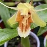 coelogyne-ovalis.jpg