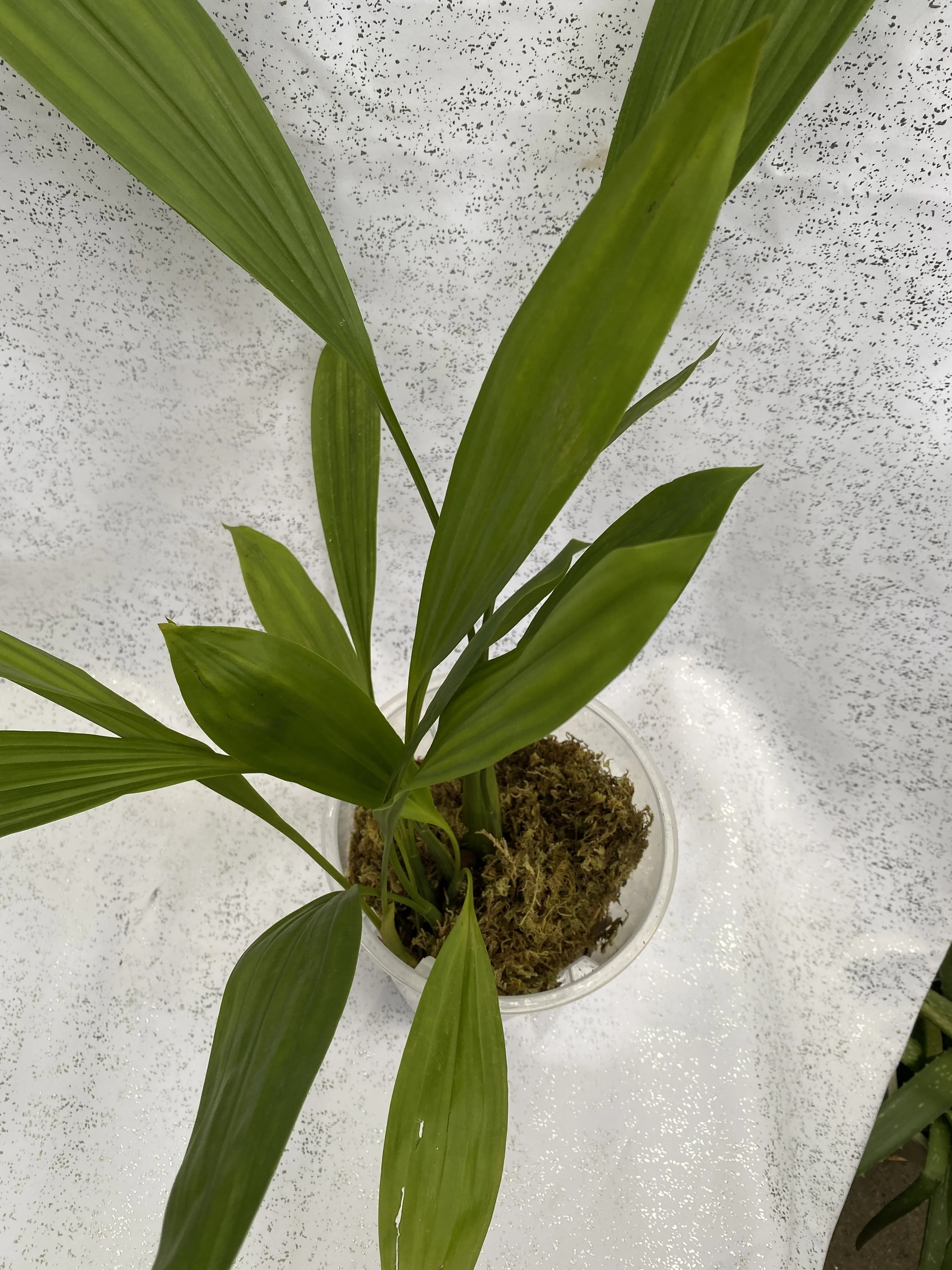 Coelogyne-peltastes-standing-26-inches-tall.jpeg