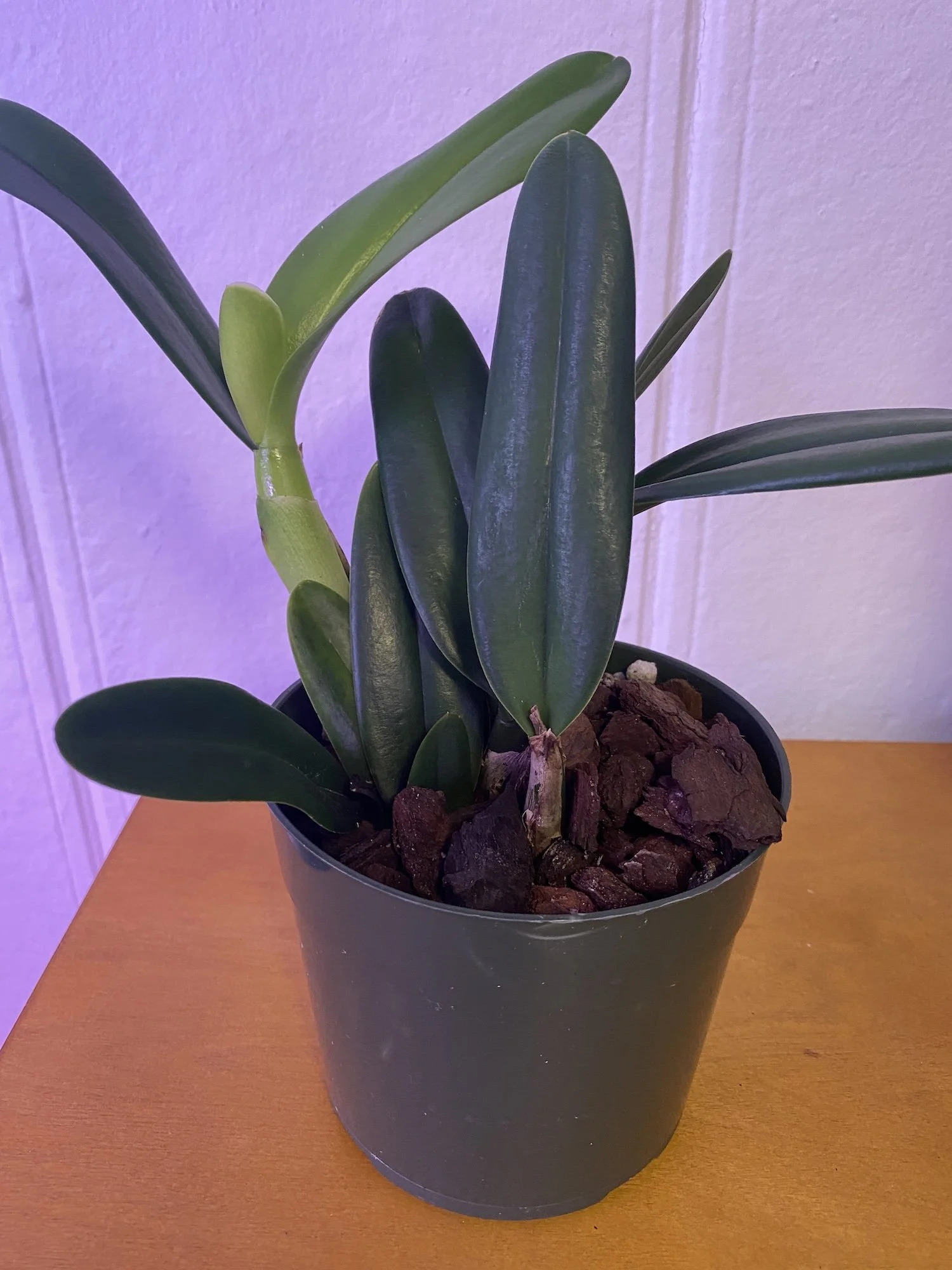 Rth-Air-Dream-Pretty-Girl-in-5.5- inch-pot.JPG