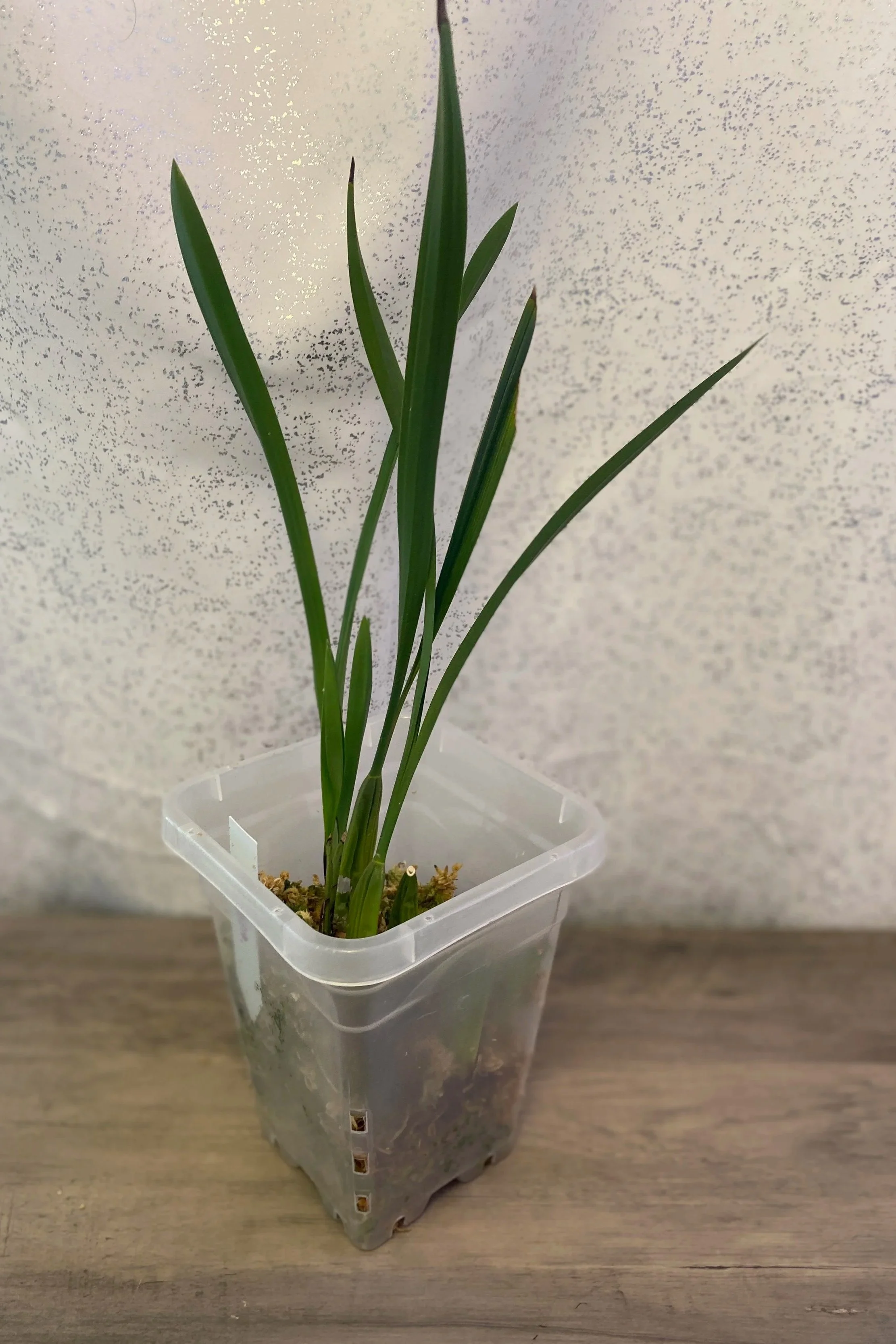 coelogyne-viscosa-in-a-six-inch-square-plastic-pot.jpg