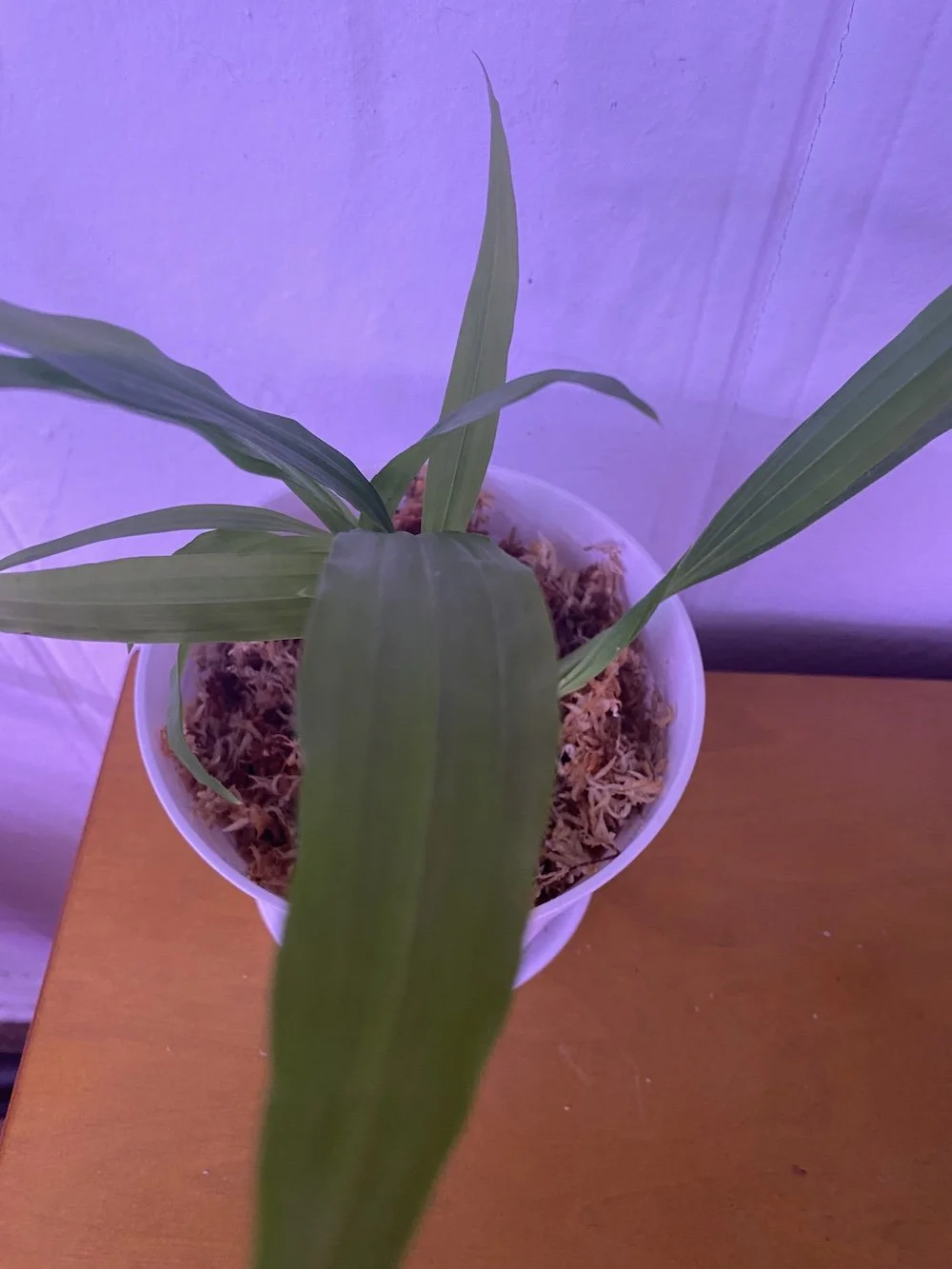 Coelogyne-Sulcata.jpeg