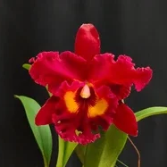 Rlc+Kristy+Manmoto+red+blooms.png