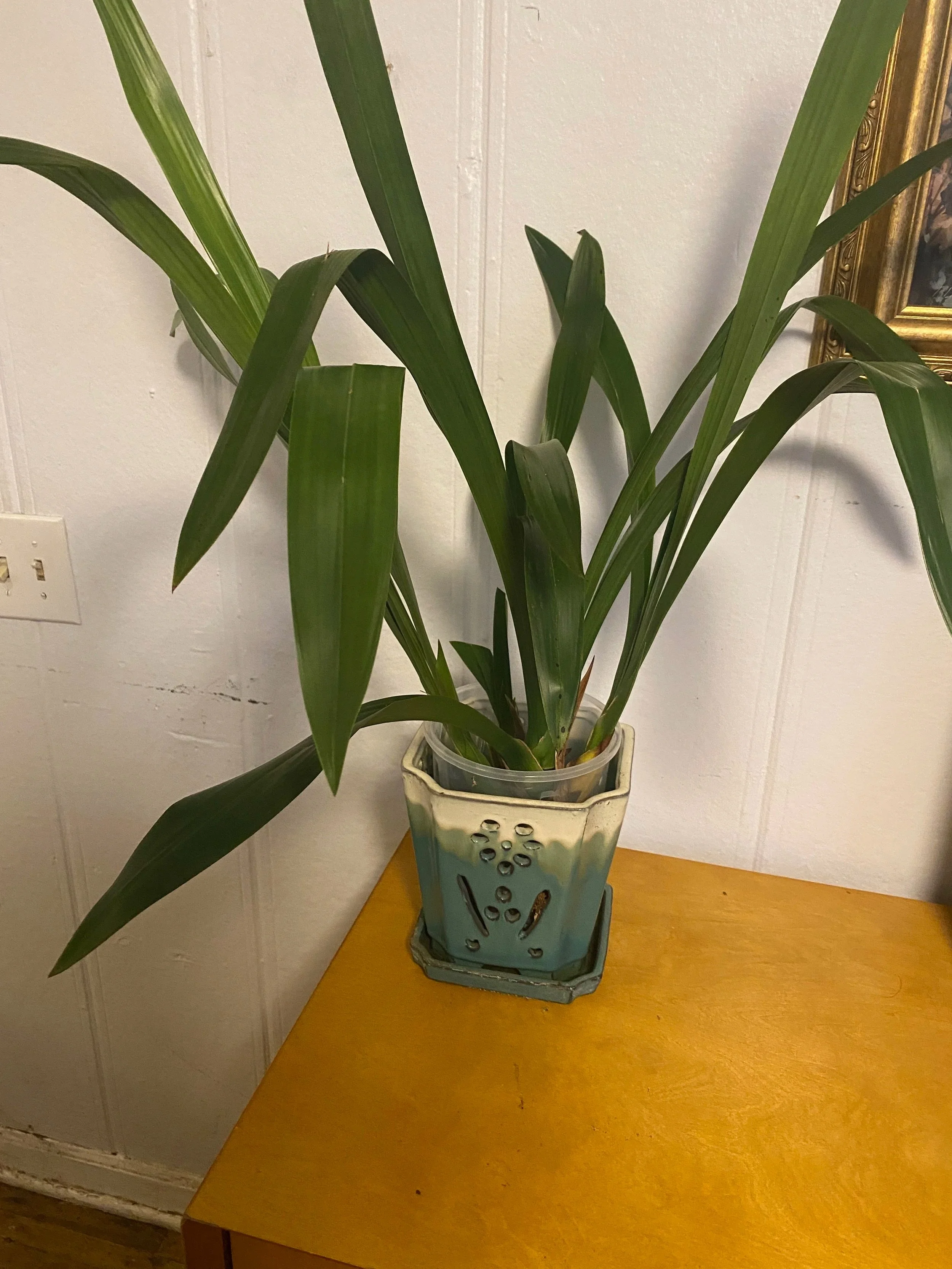 Grcym-Lovely-Melody-Pixar-in-six-inch-pot.jpg
