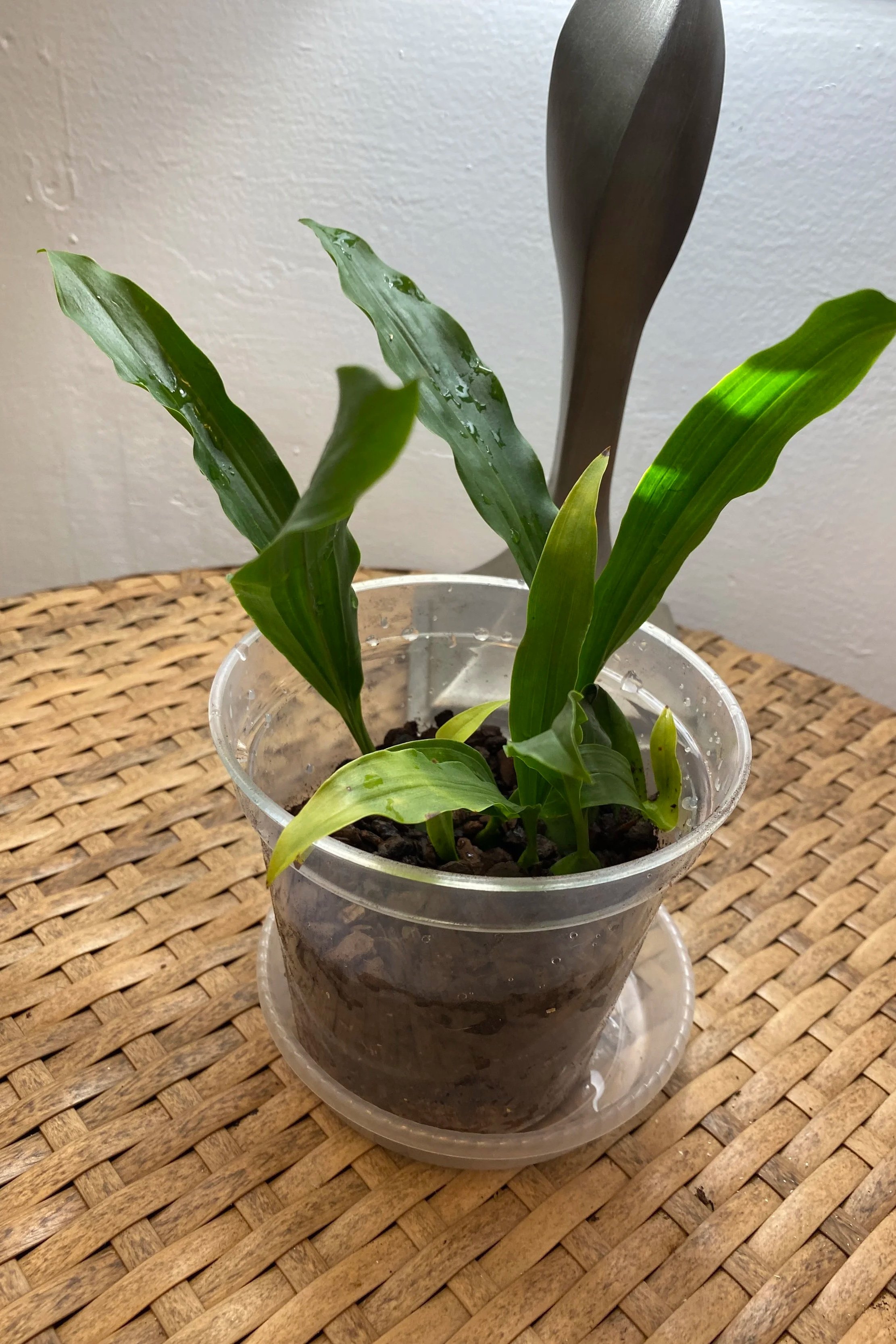 coelogyne-carinata-standing-16-inches.jpg