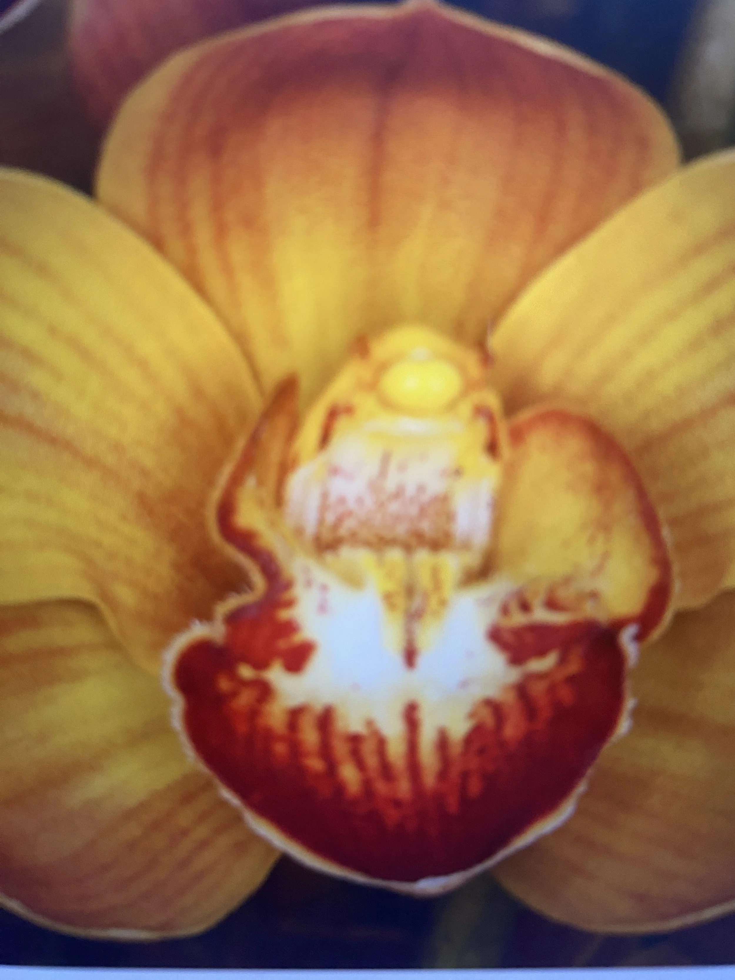 Cymbidium Sunshine Daydream x Sib