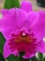 Rhyncattleanthe in bright pink
