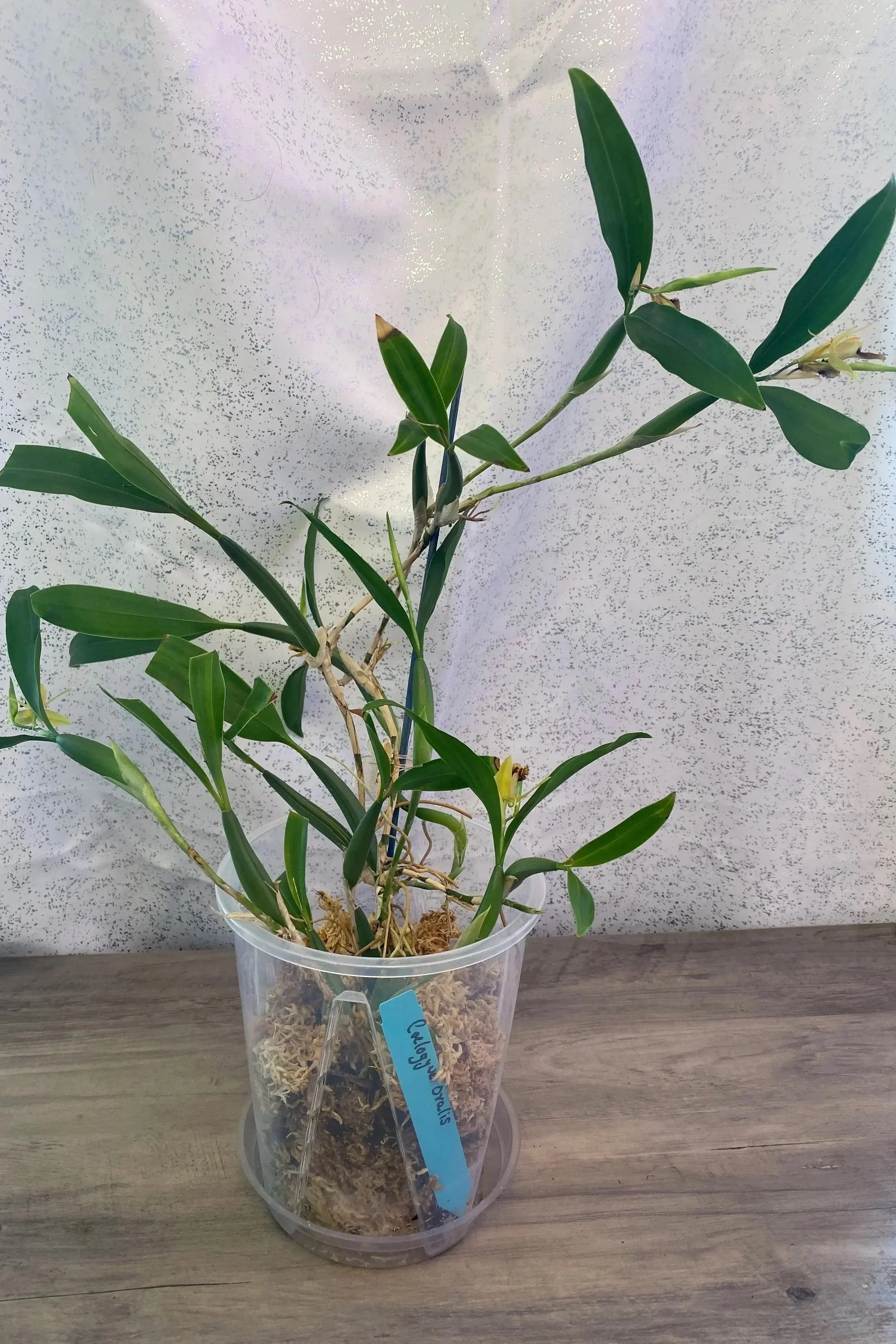 Coelogyne-ovalis-in-bloom.jpg