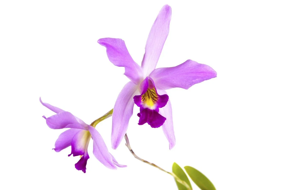 Cattleya Purpurata Dream