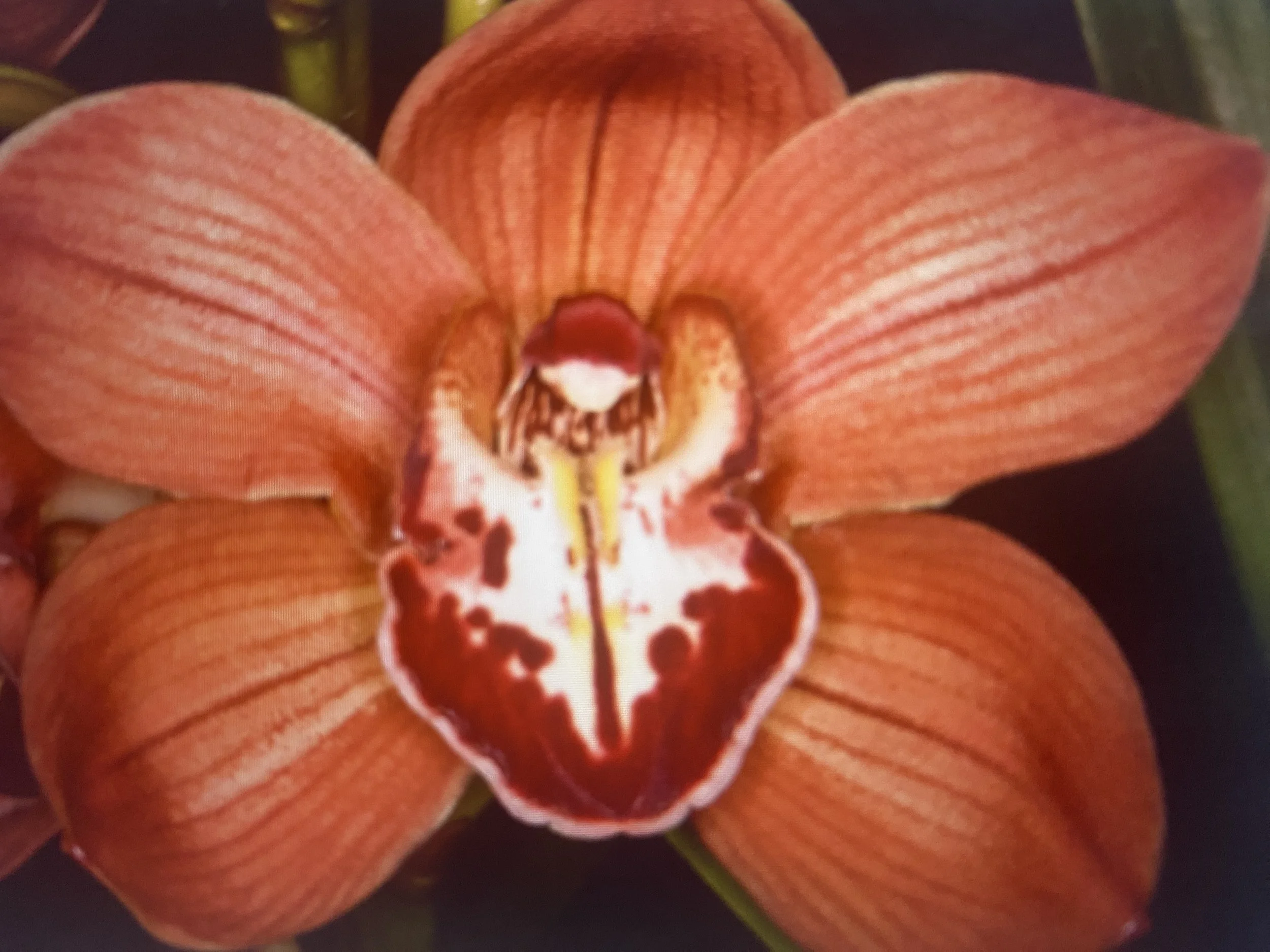 Cymbidium Here Comes Sunshine Tangerine x Red Beauty Princess Frederick x R46/04 Marie Bashir #1