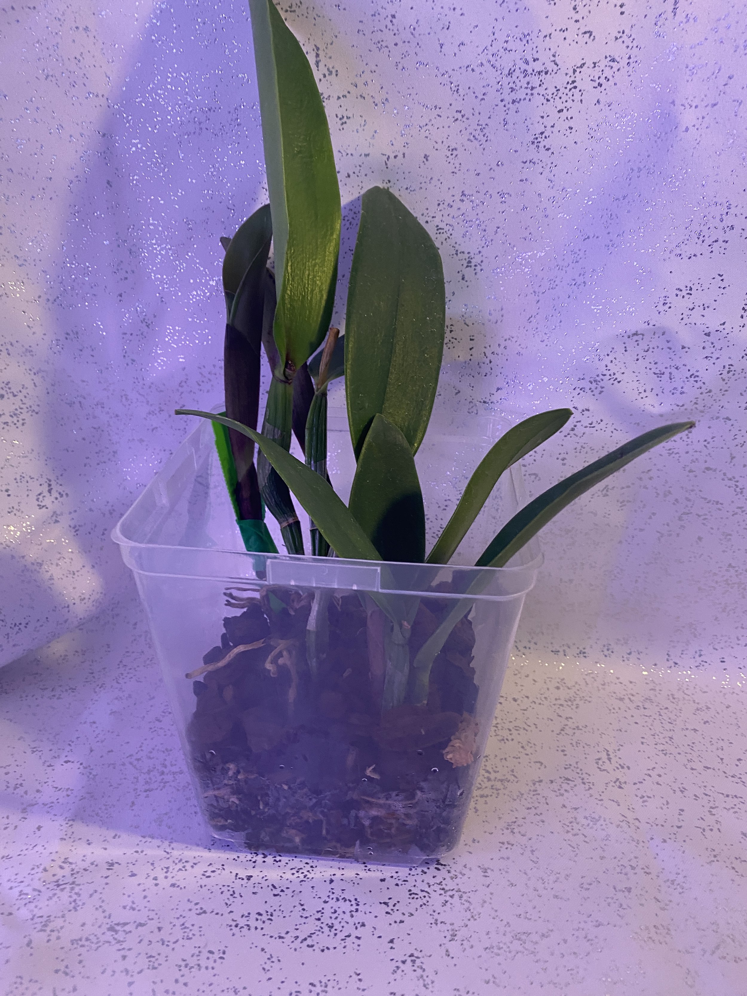 C.-Hawaiian-Wedding-Song-'Virgin'-in-five-inch-pot.jpeg