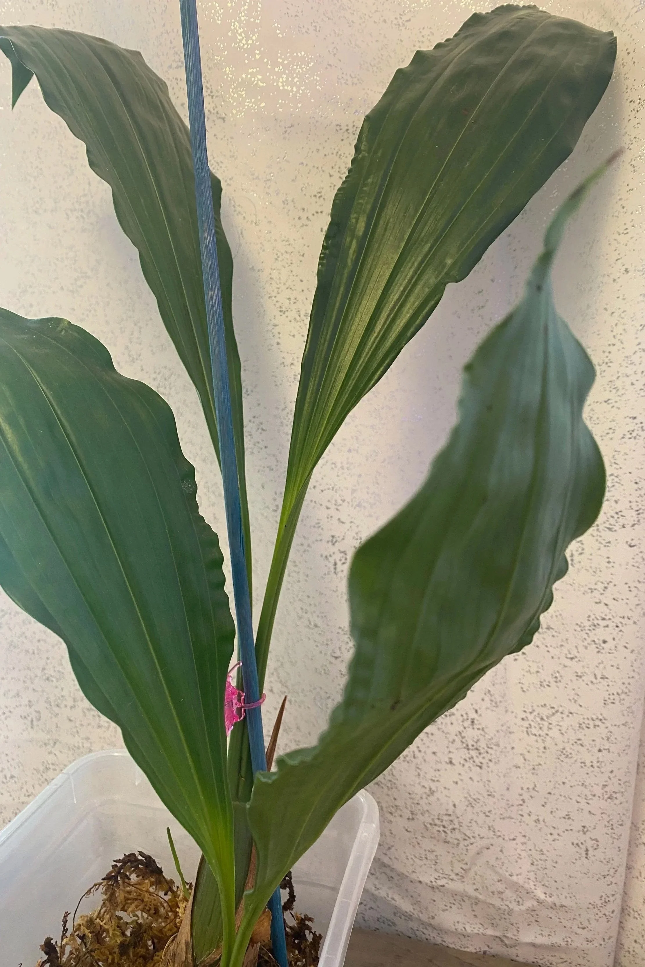 Coelogyne-Massageana-in-six-inch-pot.jpg