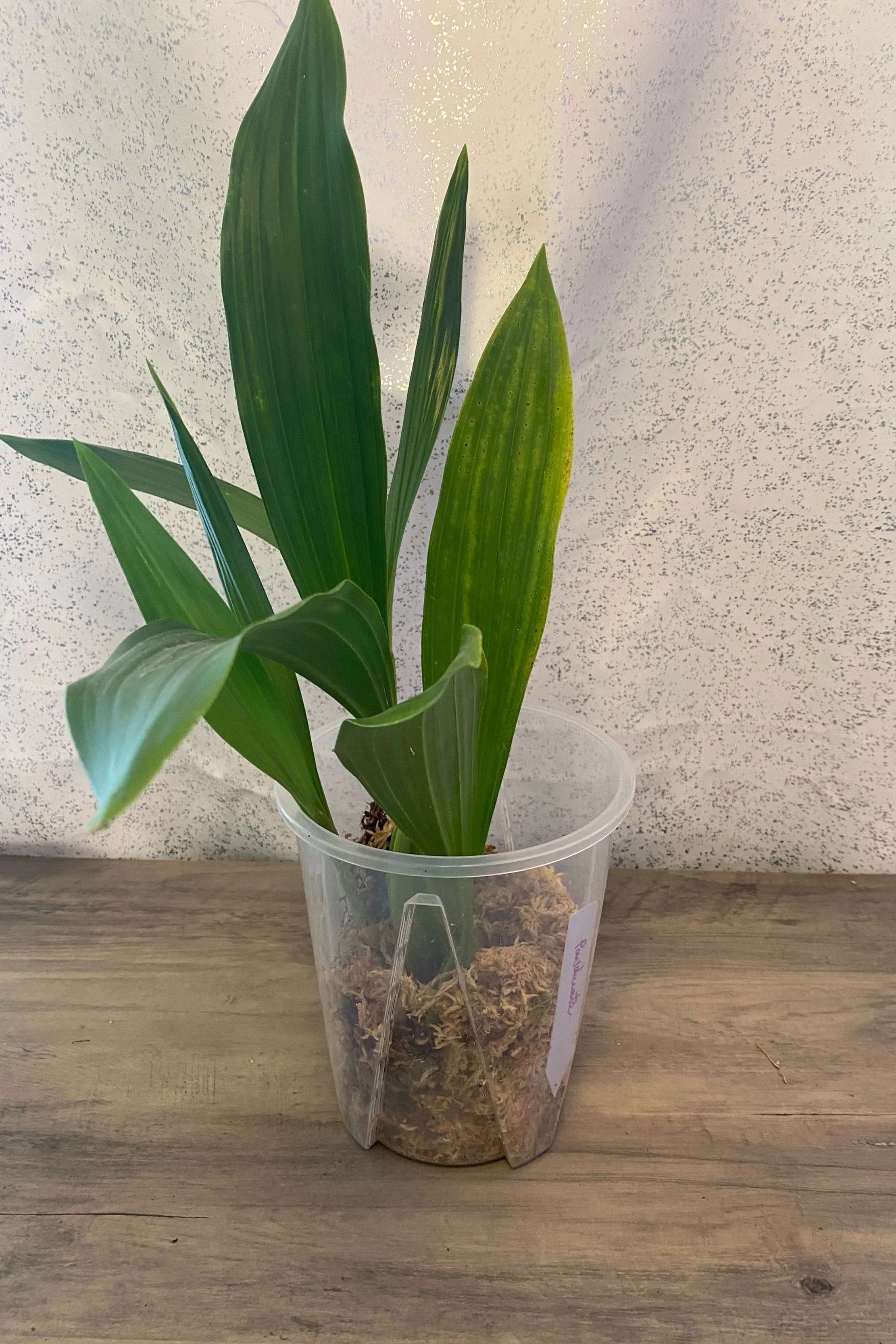coelogyne-pandurata-medium-six-inch-pot.jpg