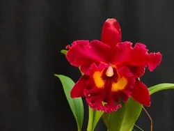 Rlc. Kristy Manmoto 'Volcano Red' (5.5" Pot)