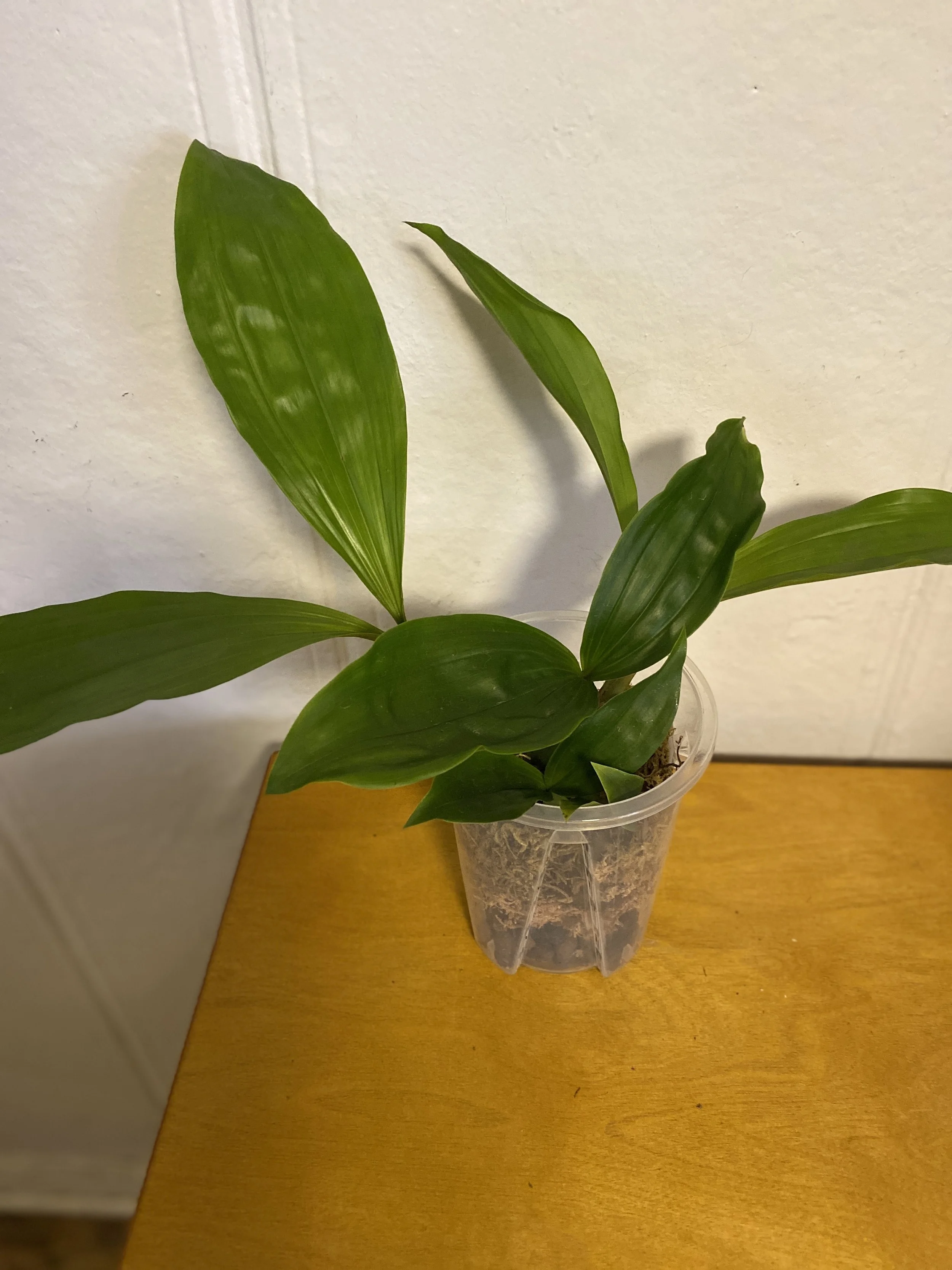 Coelogyne-swaniana-on-wooden-table-standing-fifteen-inches-tall.jpg.jpeg