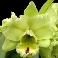 Rlc-Magic-Meadow-Napoleon.jpg