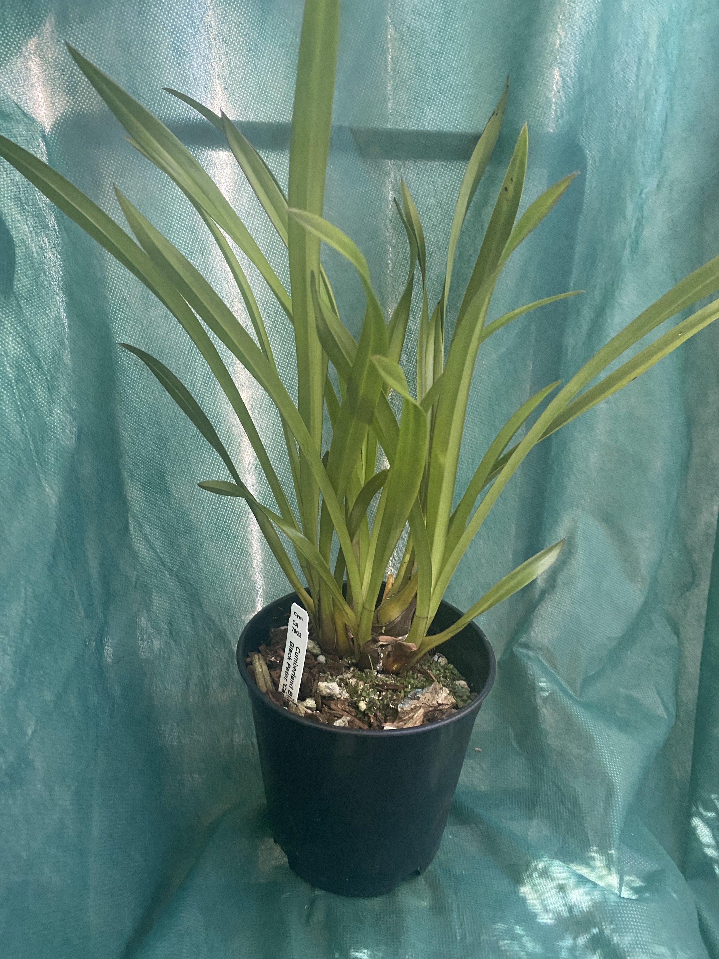 Cymbidium-black-Peter-Captain-Midnight-x-Cumberland-Blues-in-five-inch-pot.jpeg