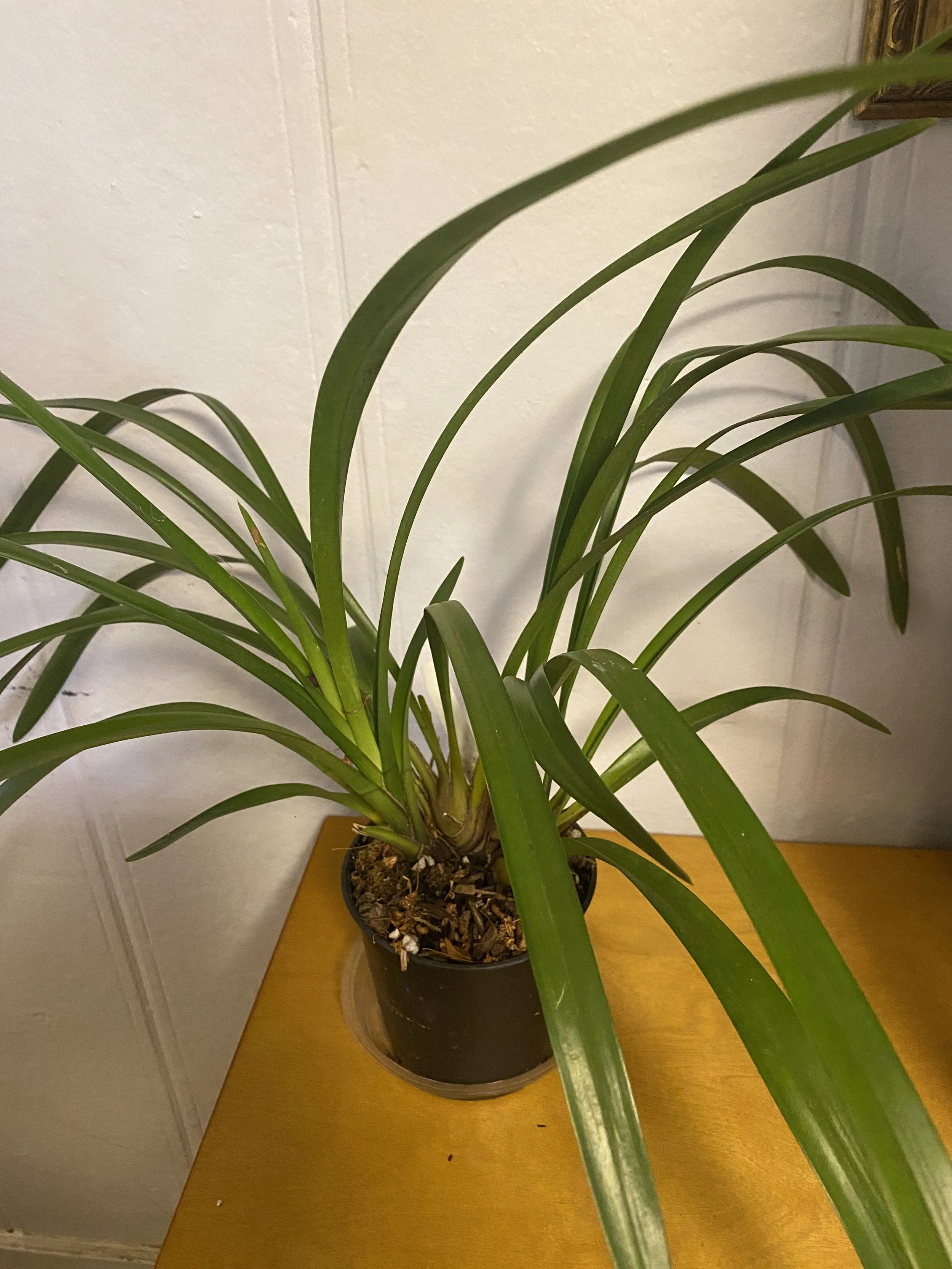 Terrapin-Flyer-#1-Willunga-Eyecatcher-Barcelona-in-five-inch-pot.jpeg