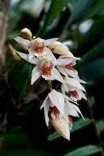 Coelogyne Asperata also known as the "Holy Flame"