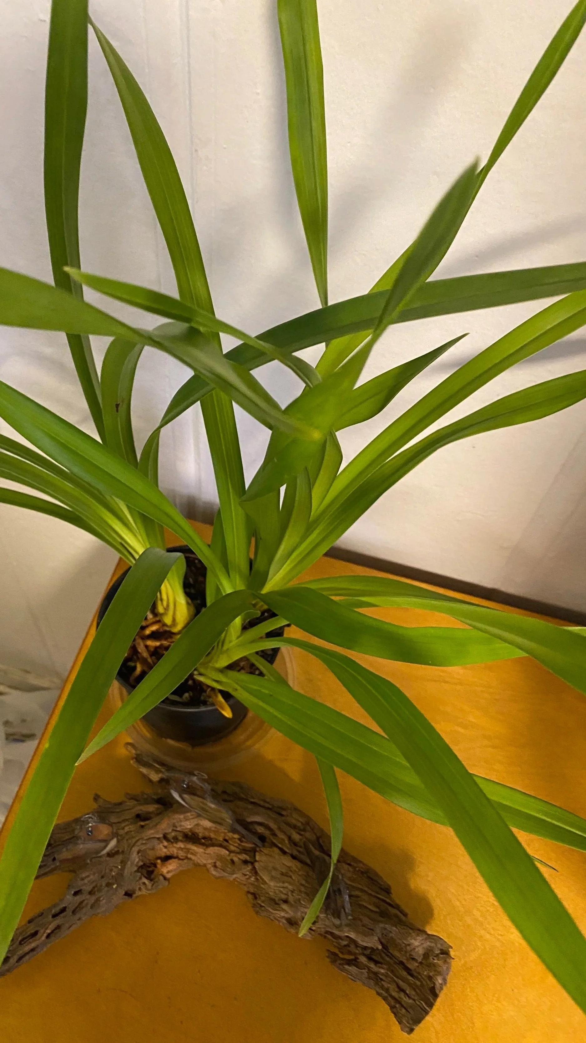 Cymbidium-Sunshine-Daydream.jpg