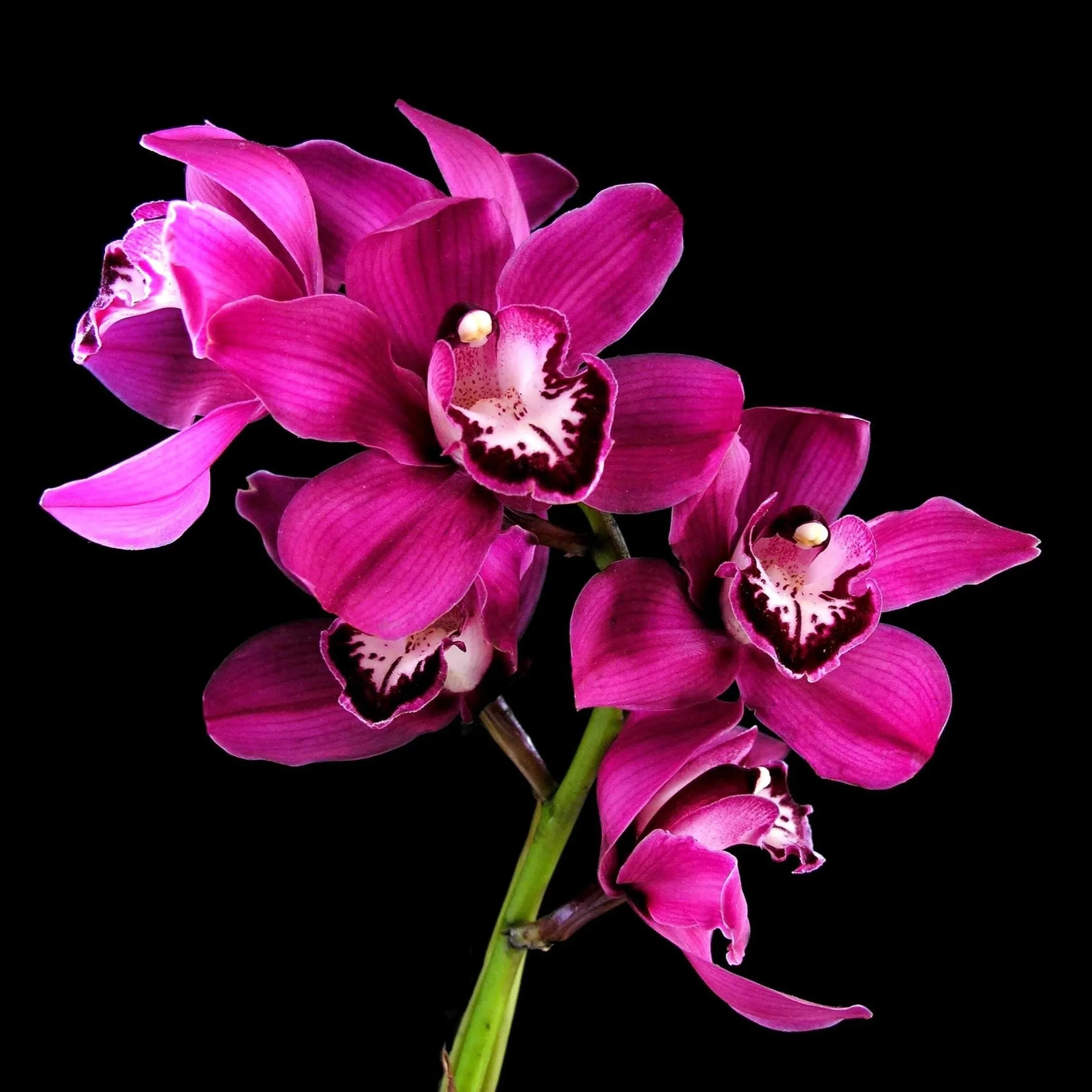 Cymbidium-Black-Forest-Dark-Spirit-HCC/AOS.jpg