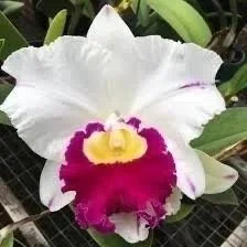 Rlc-Pamela-Shell's-Volcano-Delight-Volcano-Queen.jpg