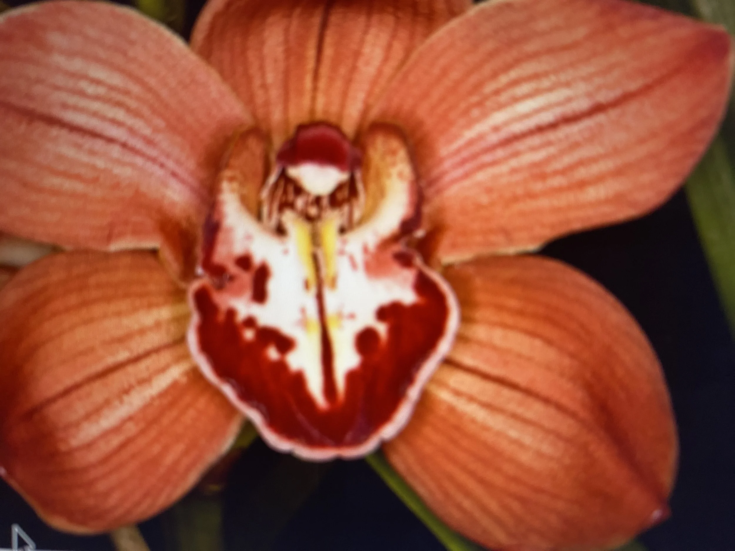 Cymbidium Bryce Courtney x Sunshine Daydreamer