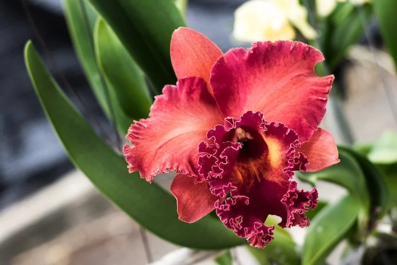 Rlc. Thelma Ayako Tsukamoto 'Volcano Queen'