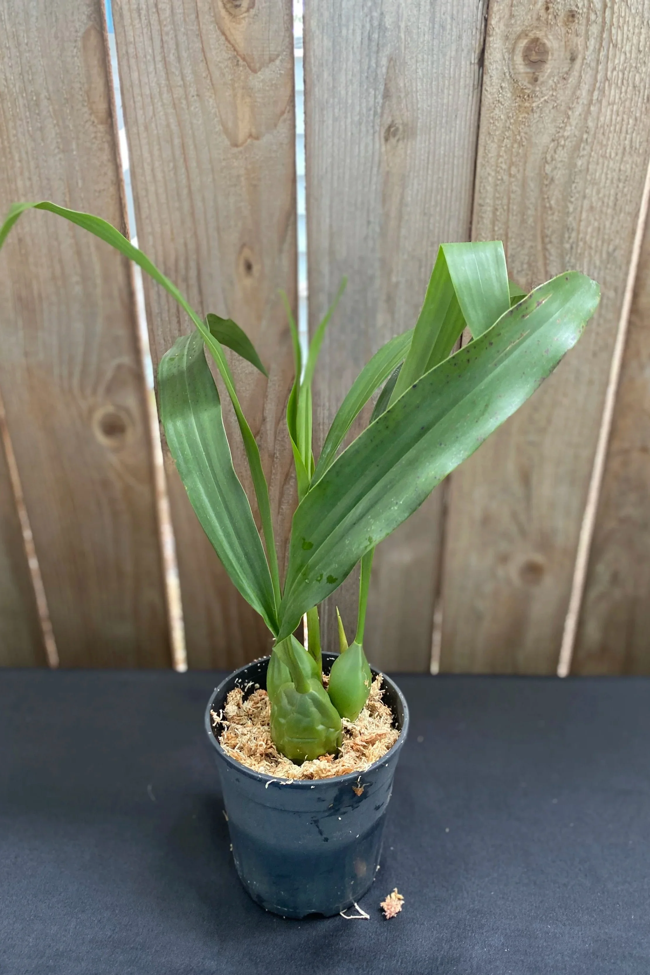 coelogyne-mooreana-westonbert-five-inch-pot.jpg