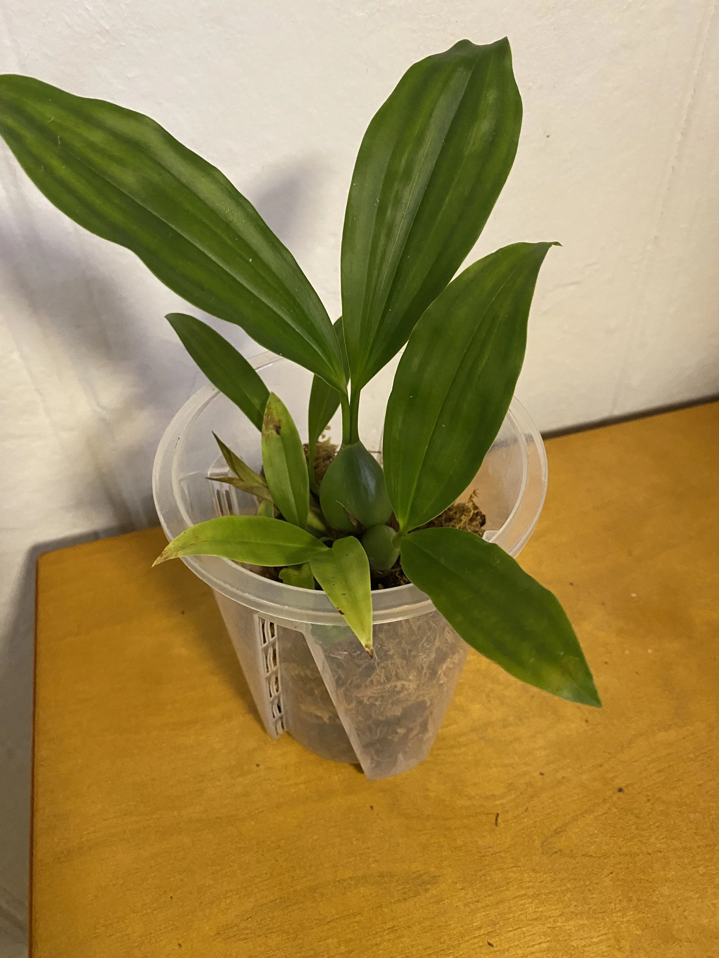 Coelogyne-tomentosa-with-white-background.jpg.jpeg