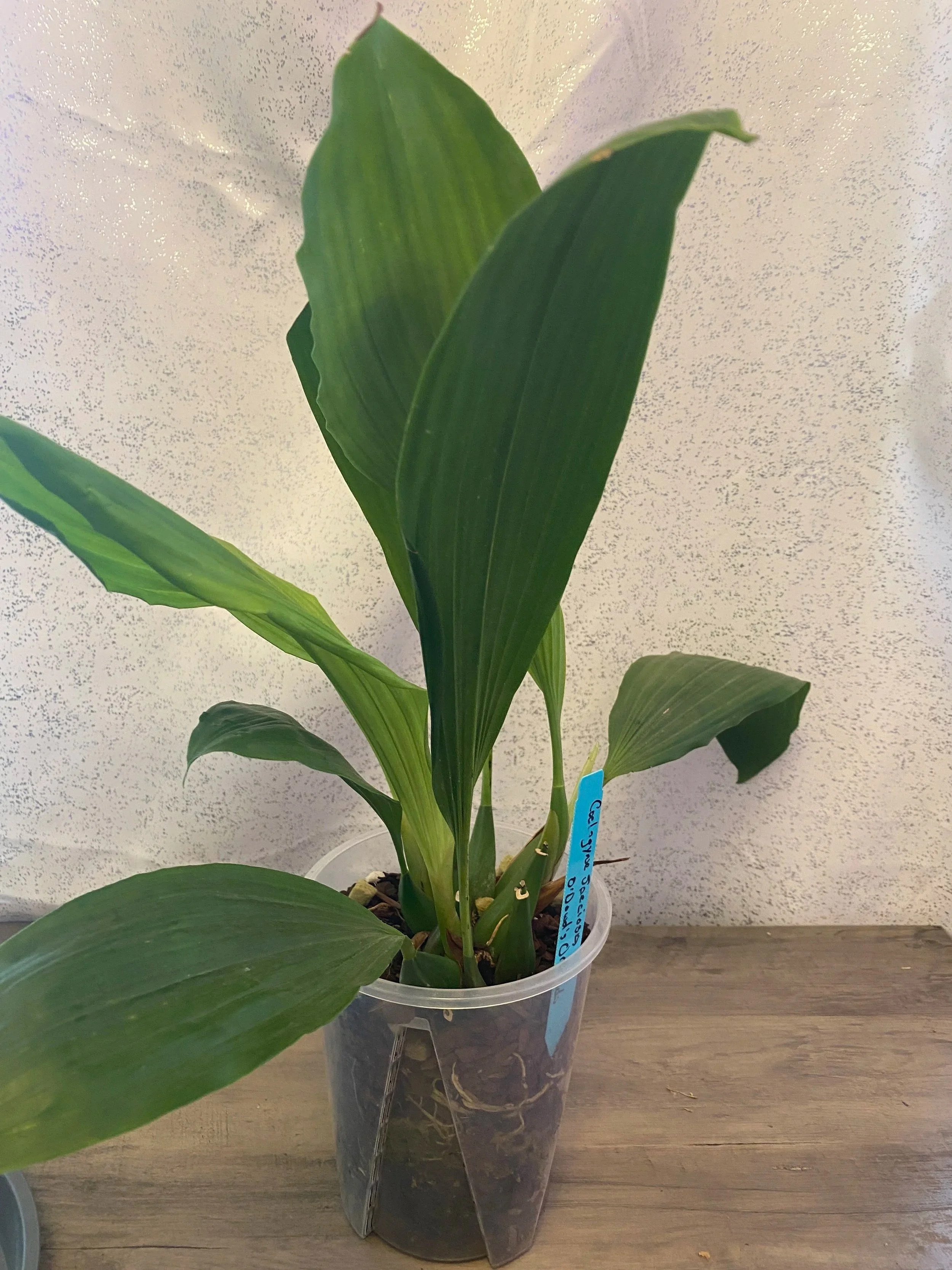 Coelogyne-Speciosa-blooming-size.jpg