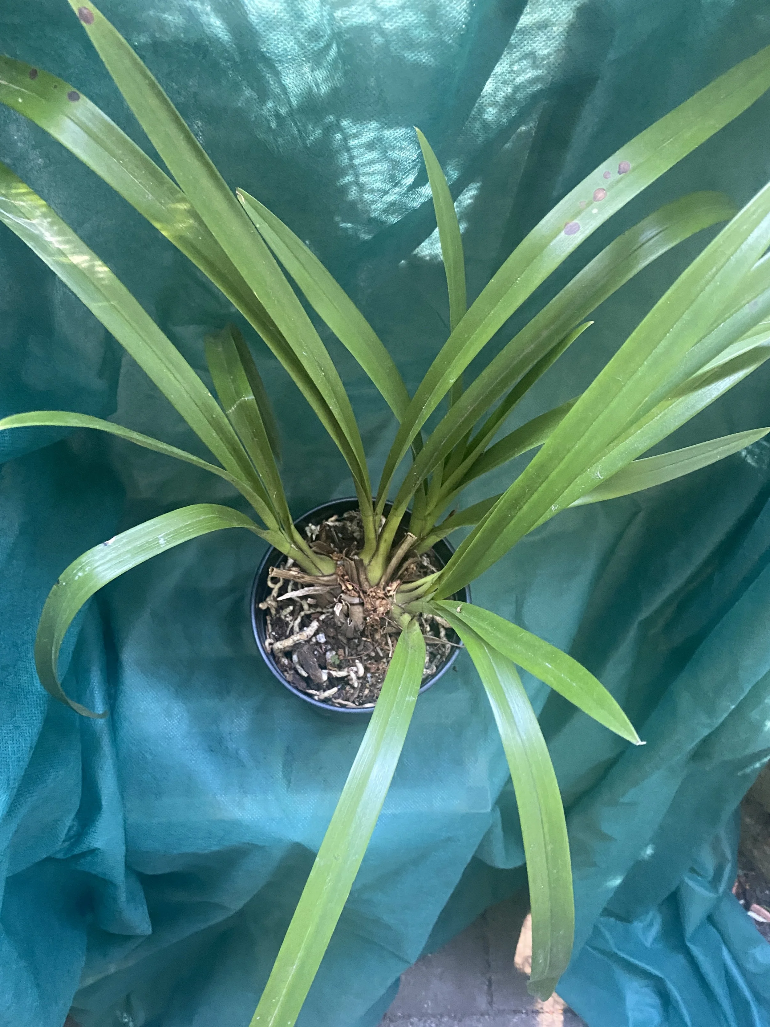 Cymbidium-Here-Comes-Sunshine-on-green-cloth.jpeg