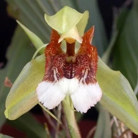 Coelogyne_speciosa.jpg