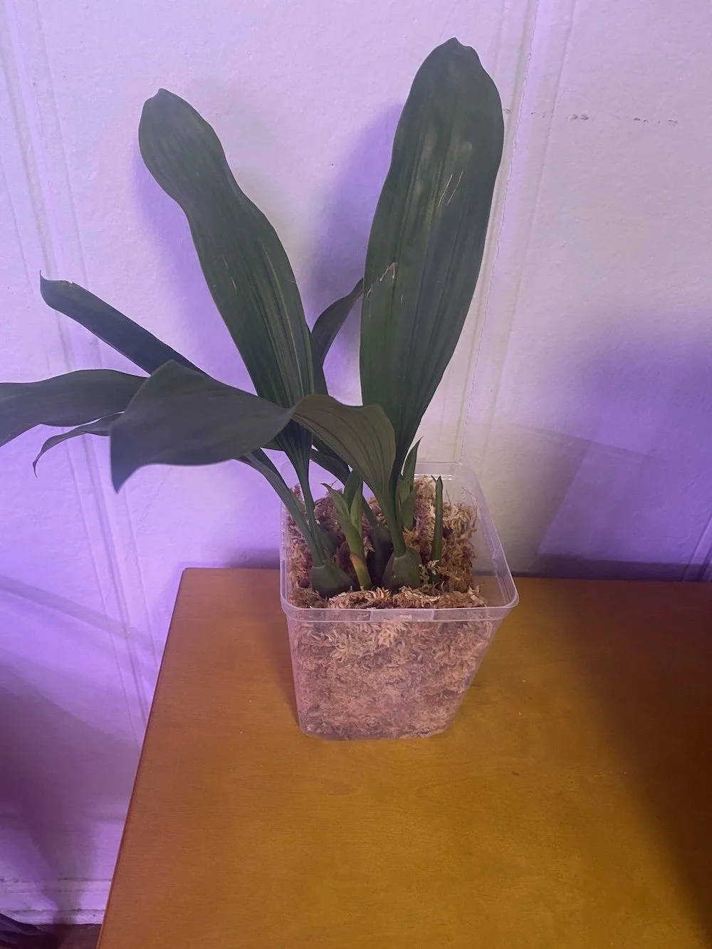 Coelogyne-beccarrii-on-wooden-table-standing-22inches.jpeg