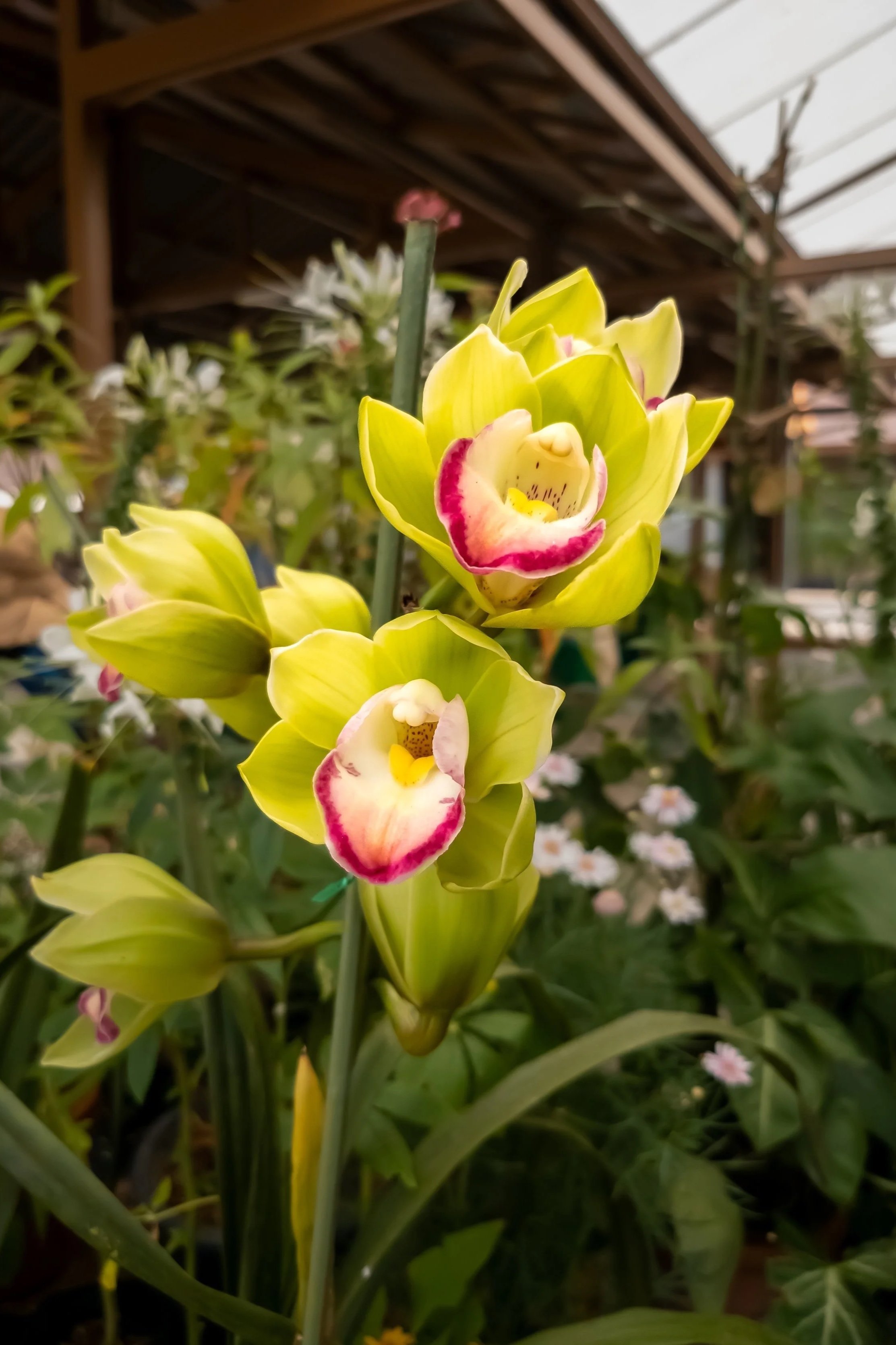 Cymbidium-King-Arthur-Green-Giant.jpg