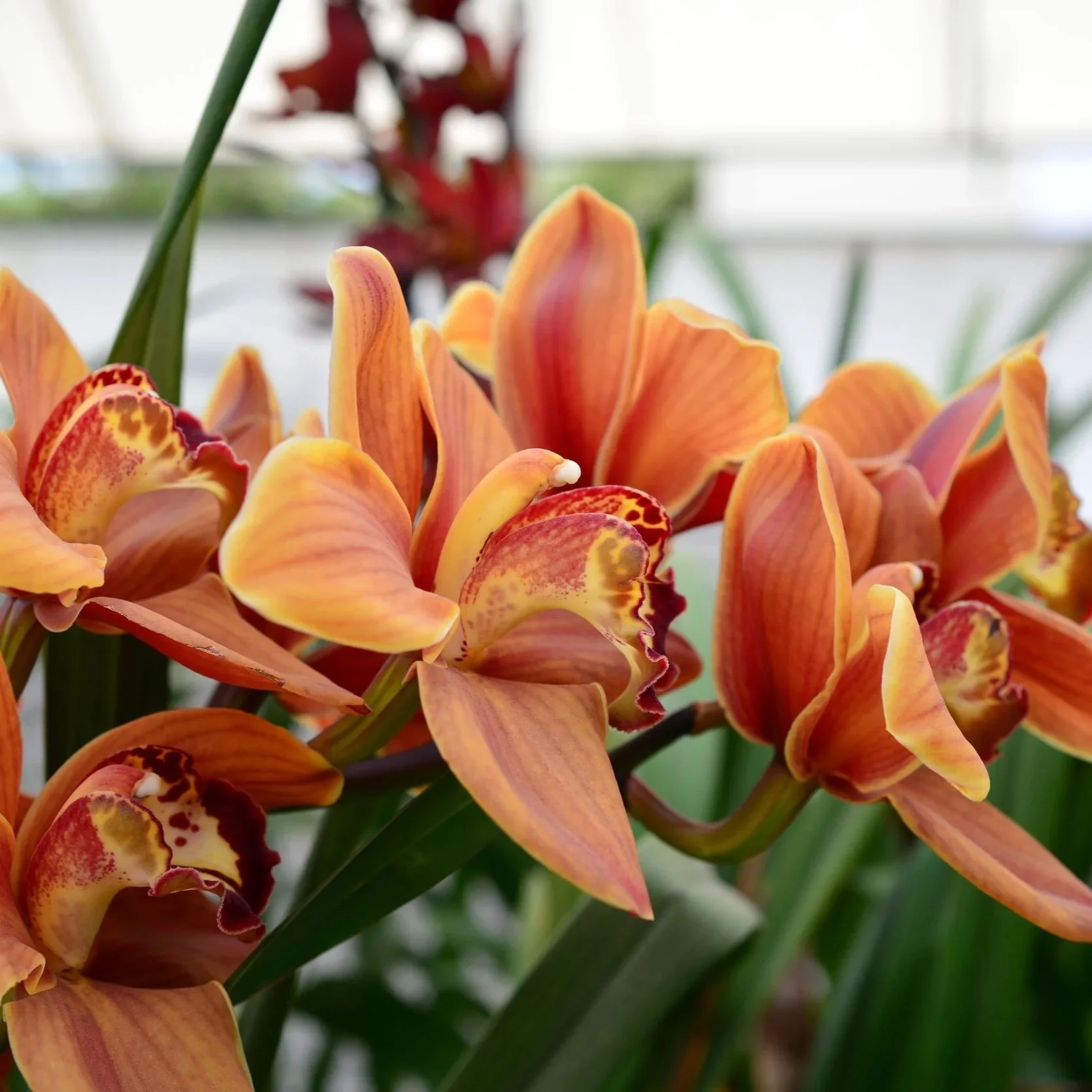 Cymbidium-Enzan-Forest-Majolica-Mini.jpg