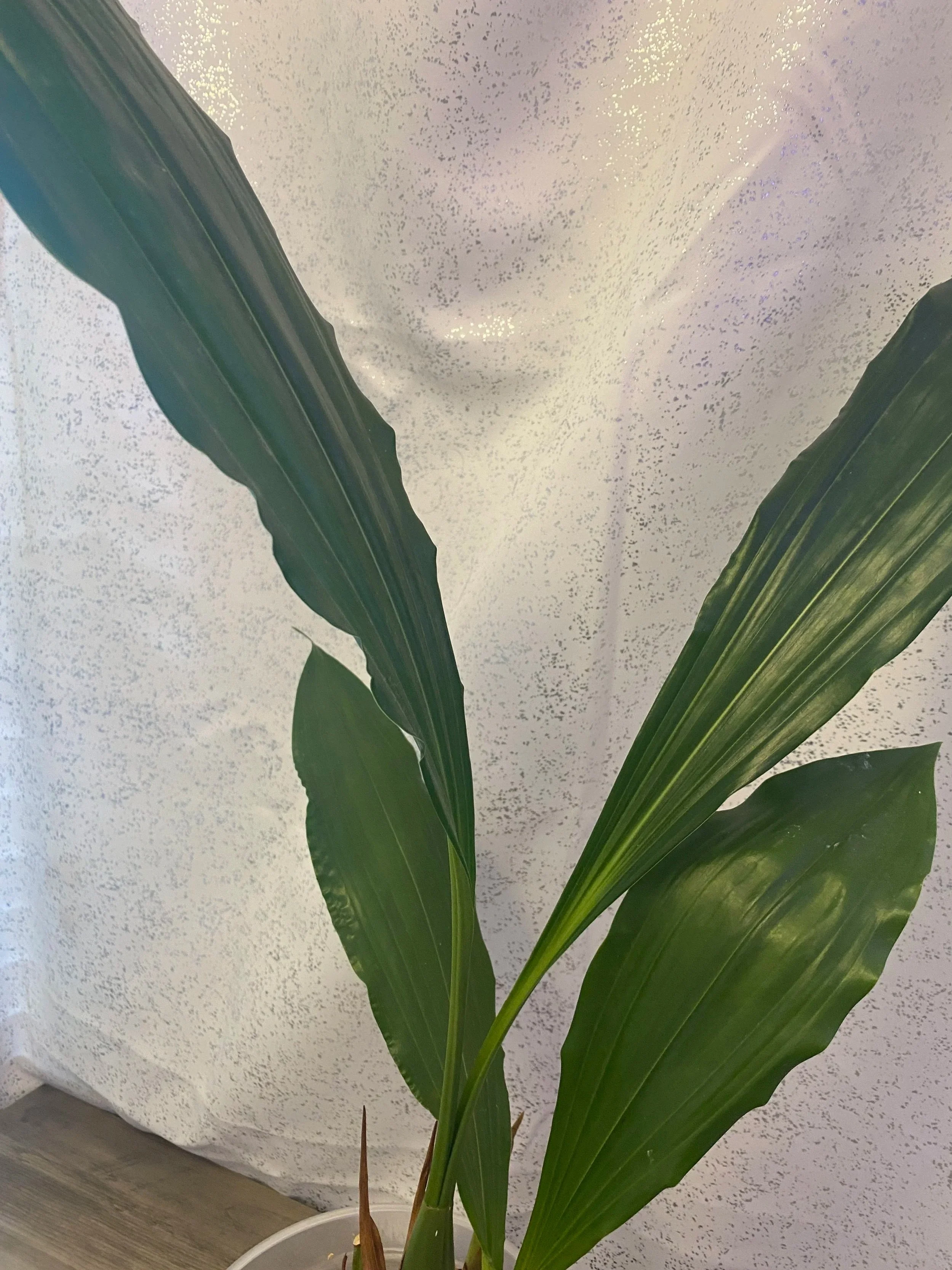 coelogyne-massageana-in-six-inch-pot.jpg