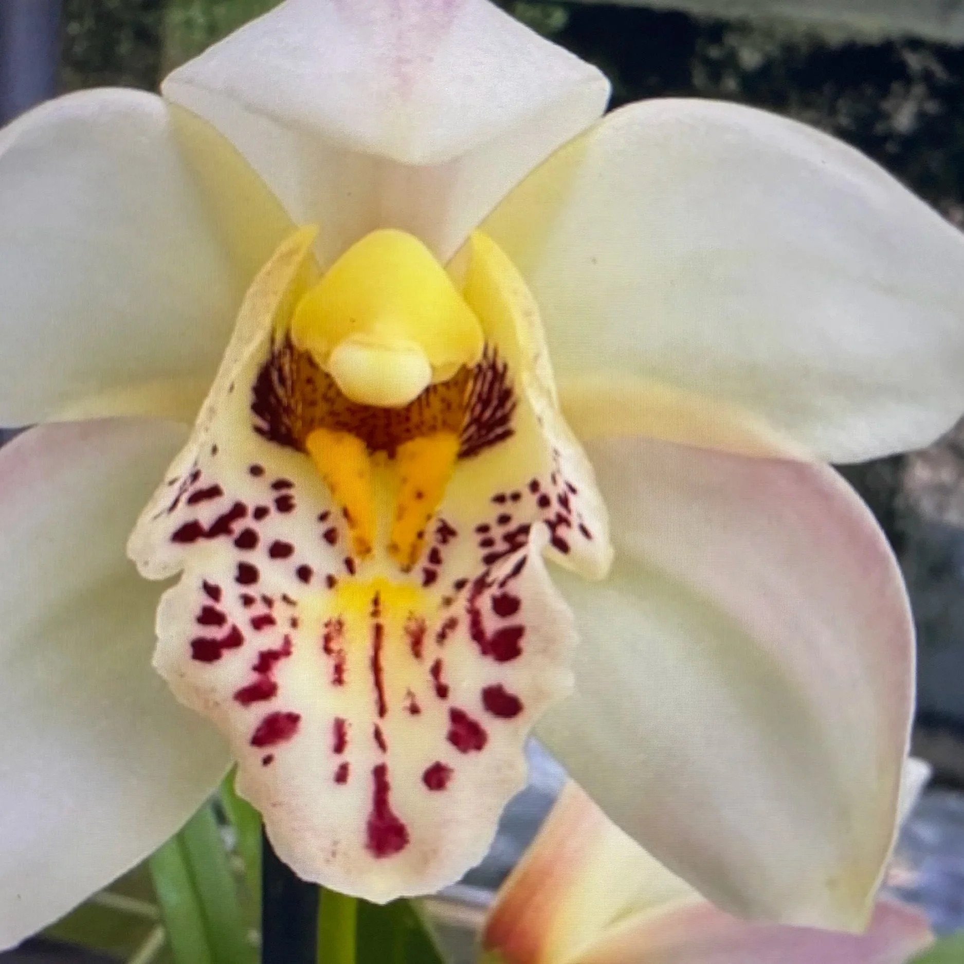 Cymbidium Belle Glade Remake