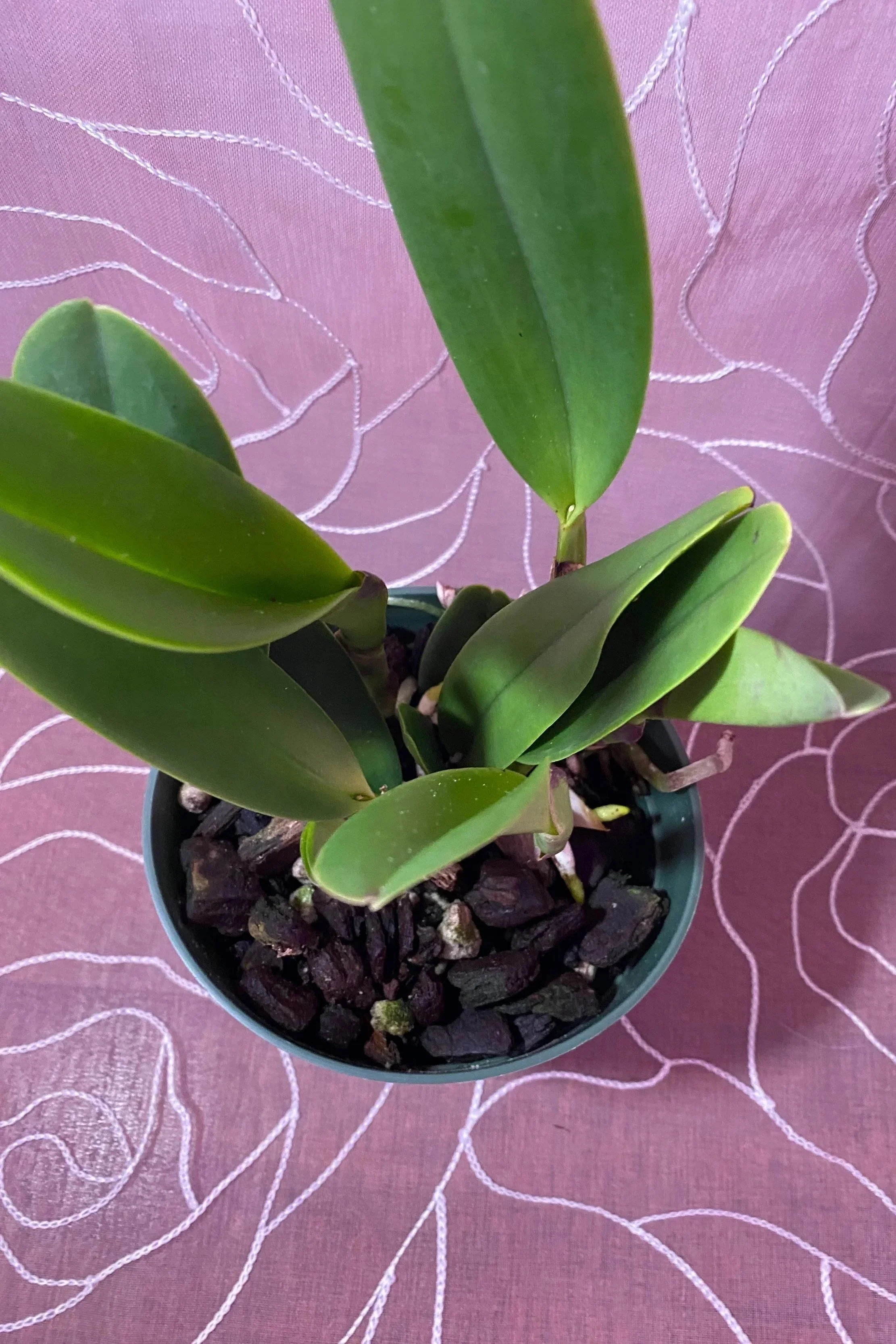 Rlc-Mary-Lupi-Volcano-Queen-in-five-inch-pot.jpg