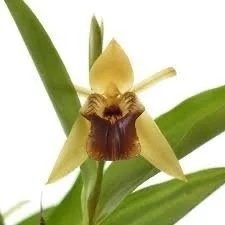Coelogyne ovalis - Fragrant